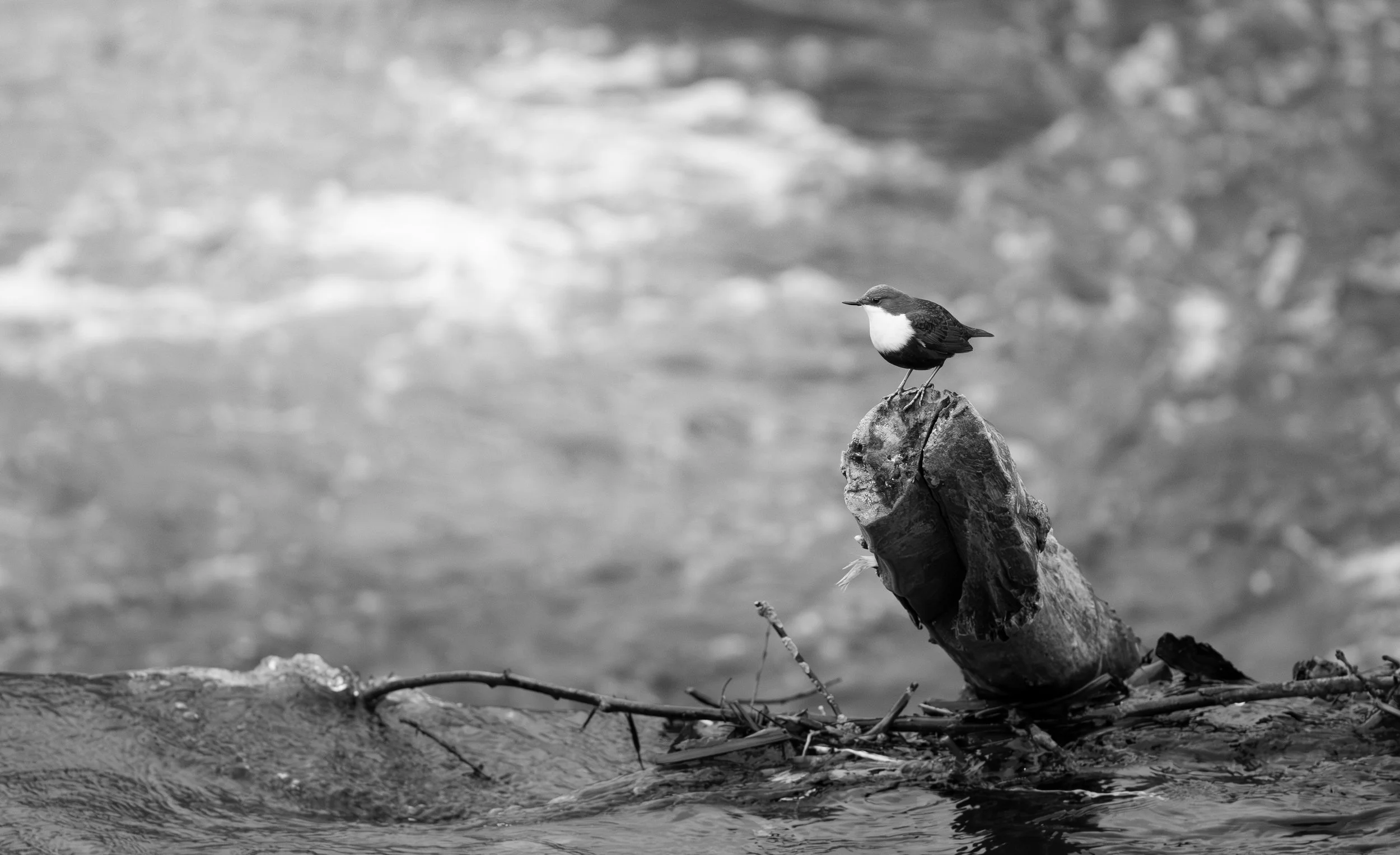 En blanco y negro, ¿invierno o verano?