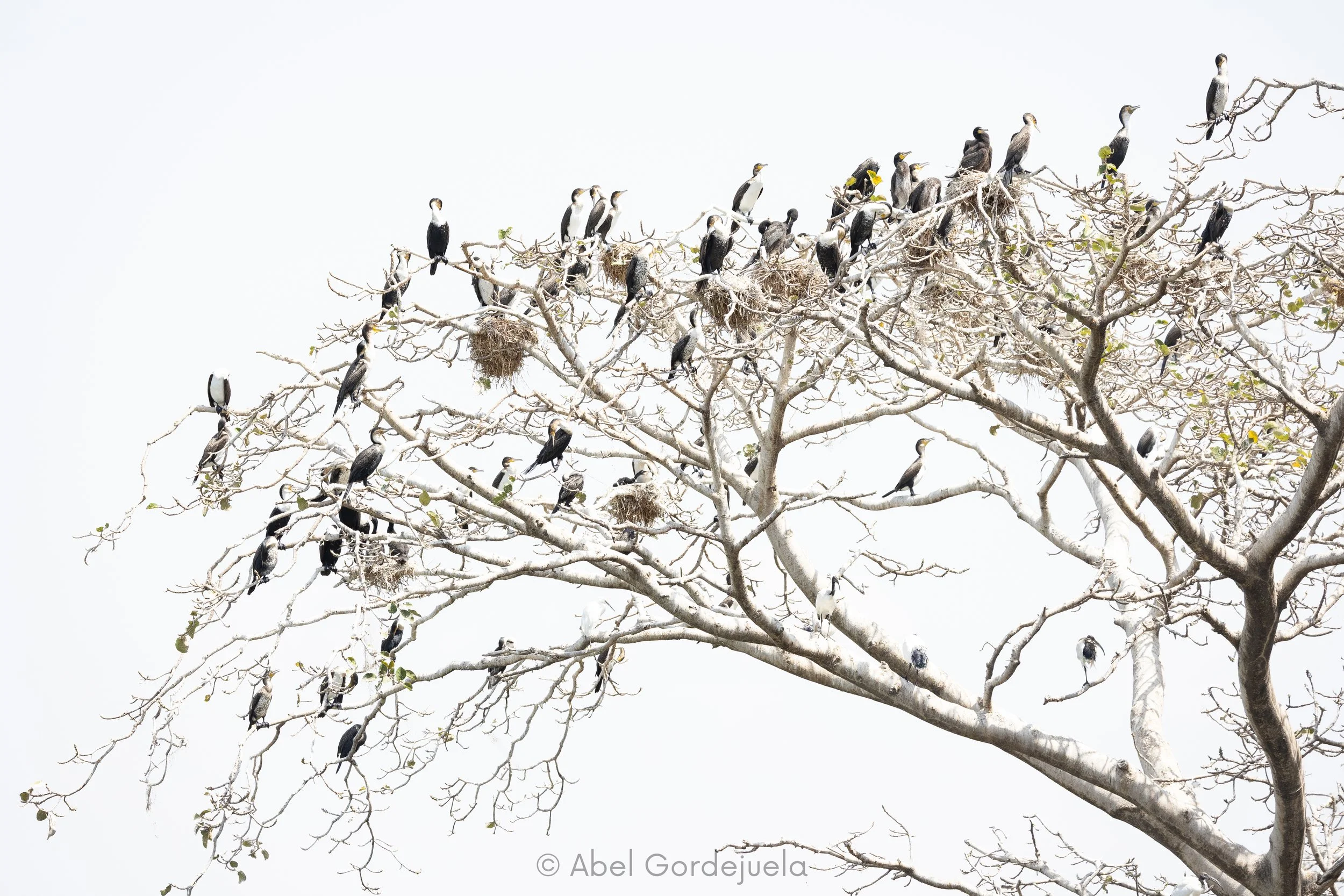 Aves africanas (118).jpg