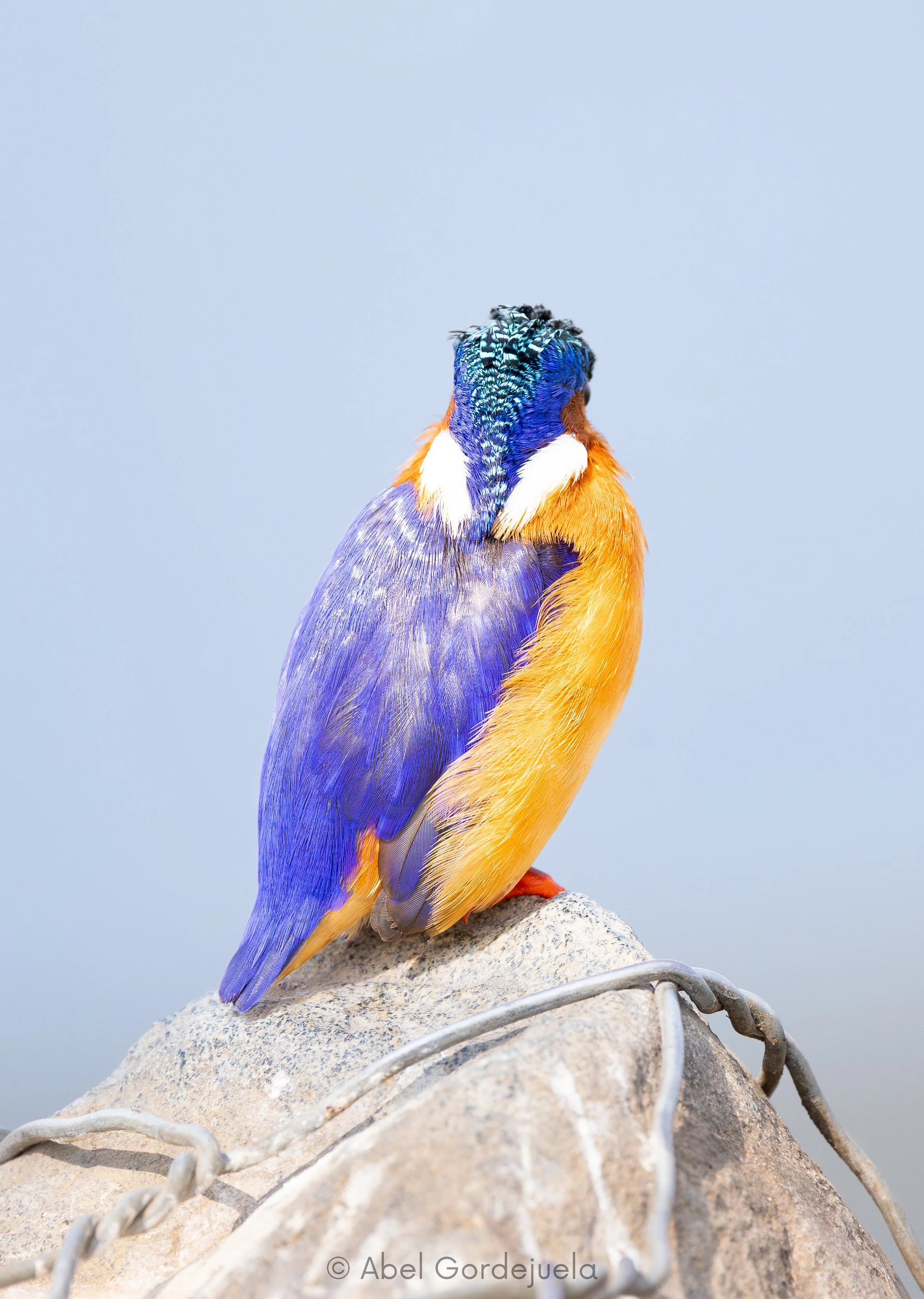 Aves africanas (208).jpg