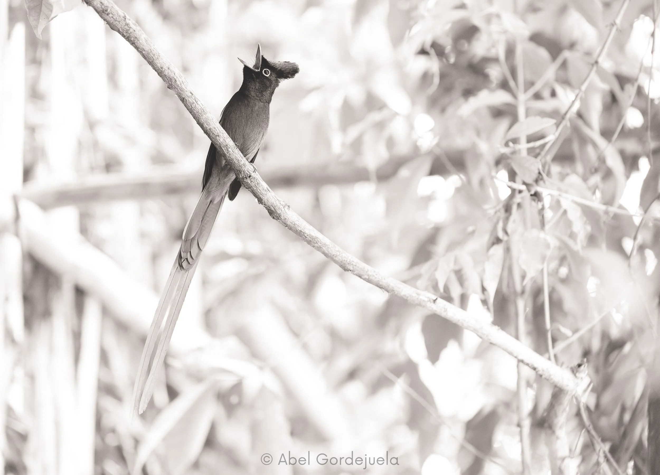 Aves africanas (60).jpg