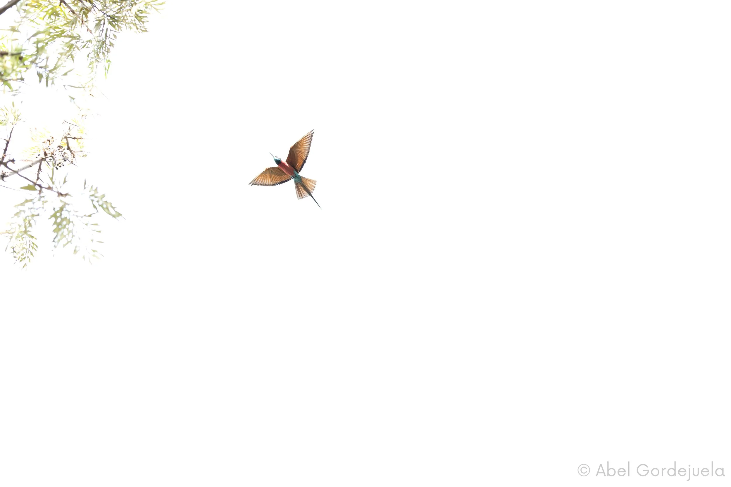 Aves africanas (213).jpg