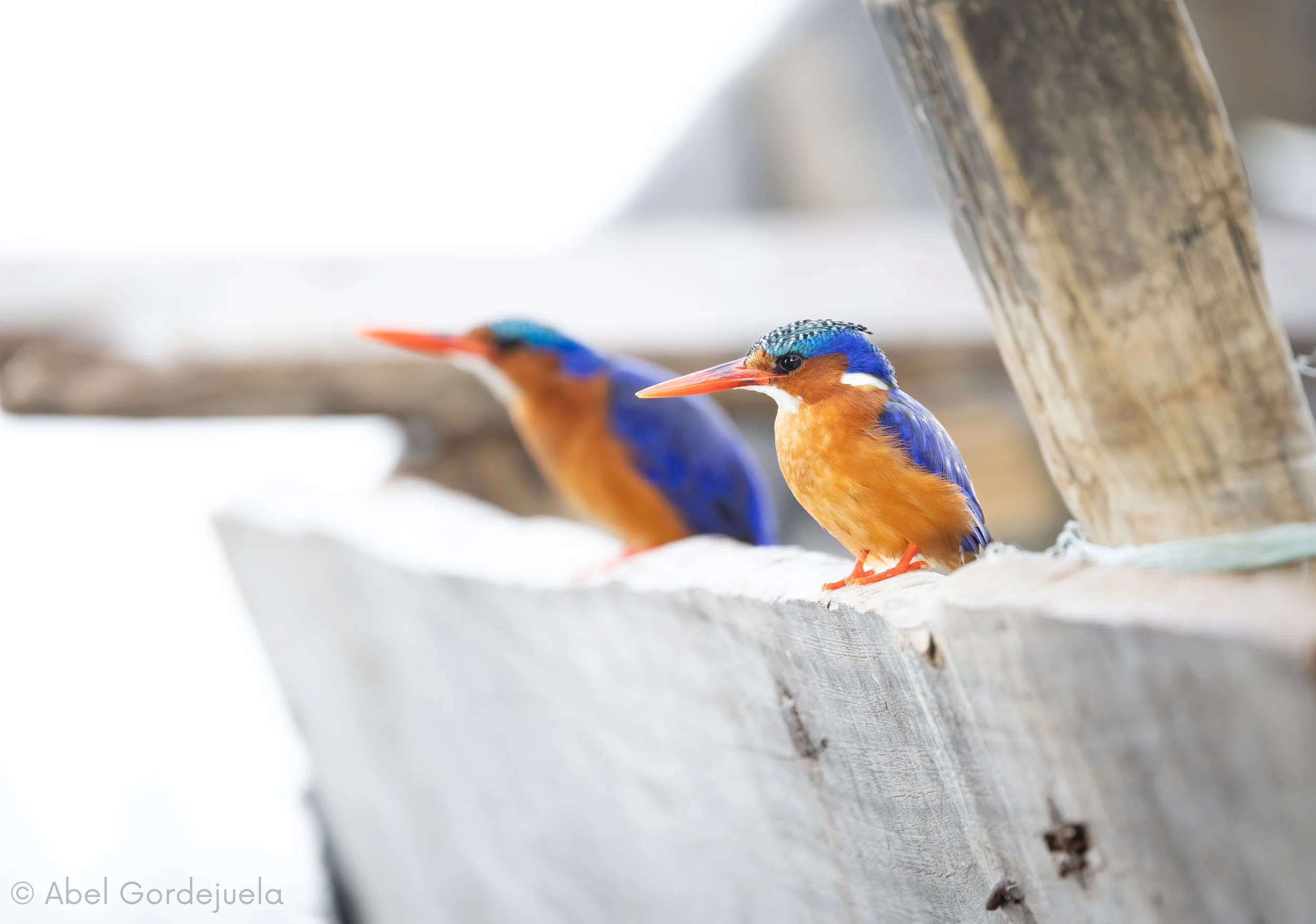 Aves africanas (195).jpg