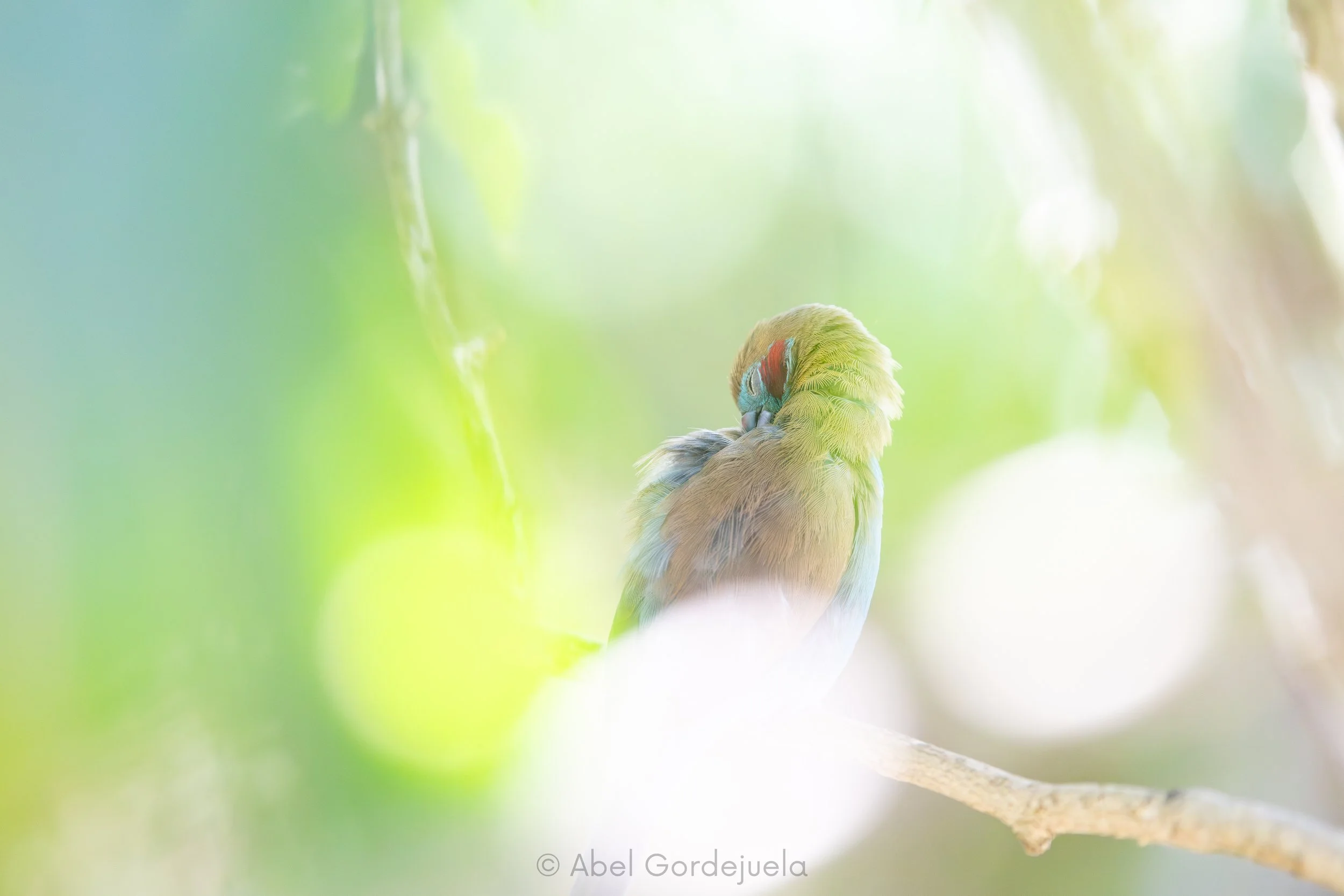 Aves africanas (66).jpg