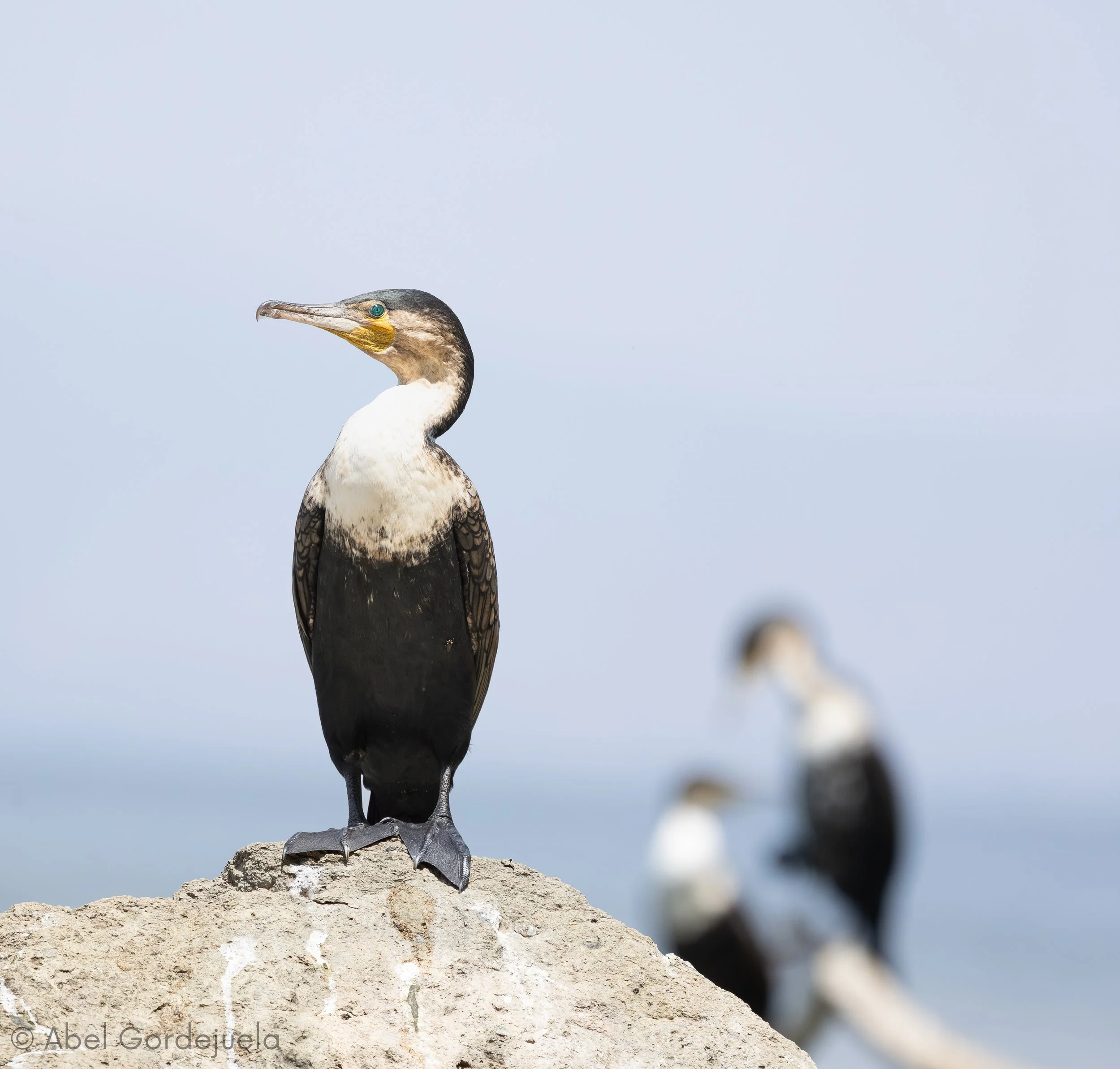 Aves africanas (110).jpg