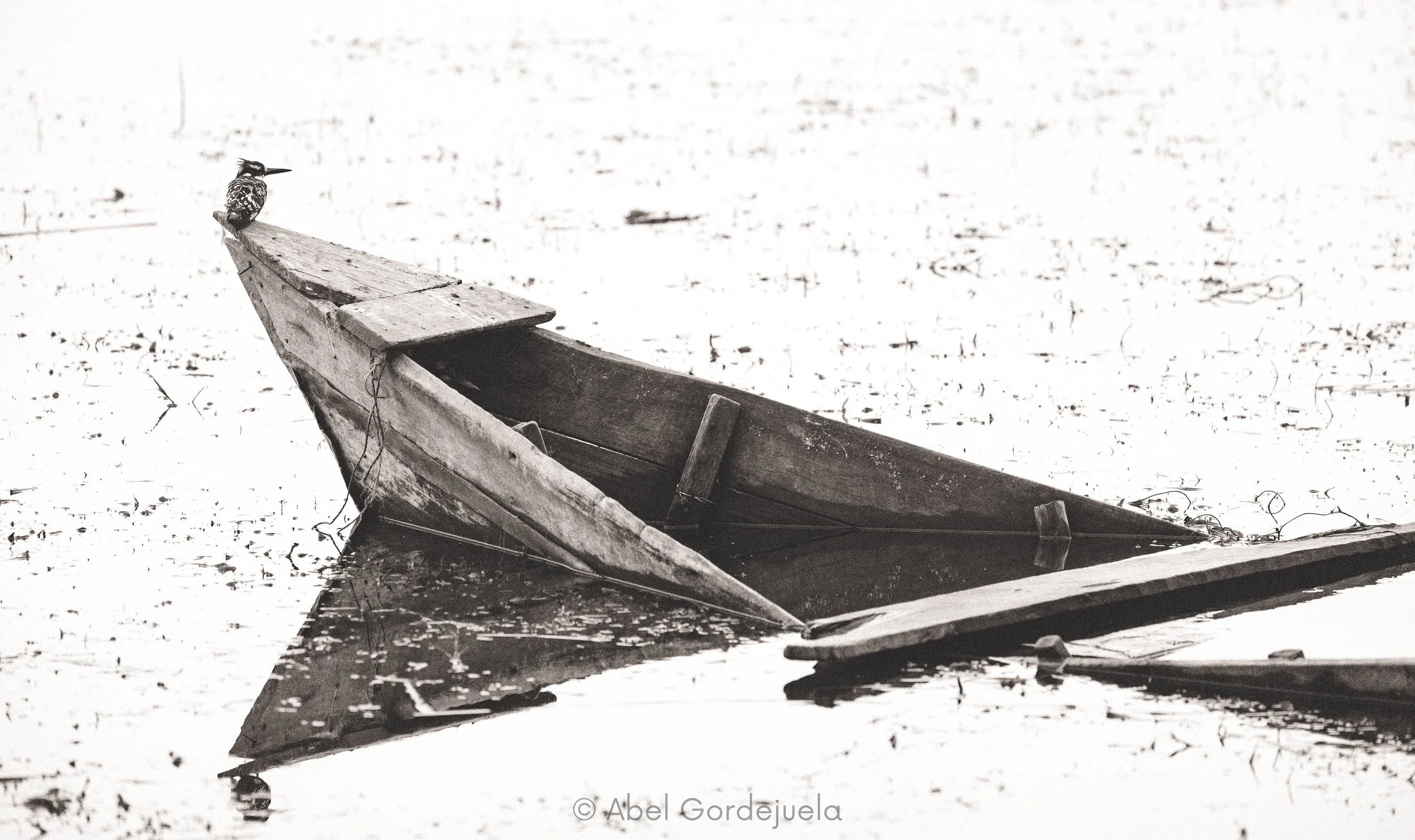 Aves africanas (167).jpg