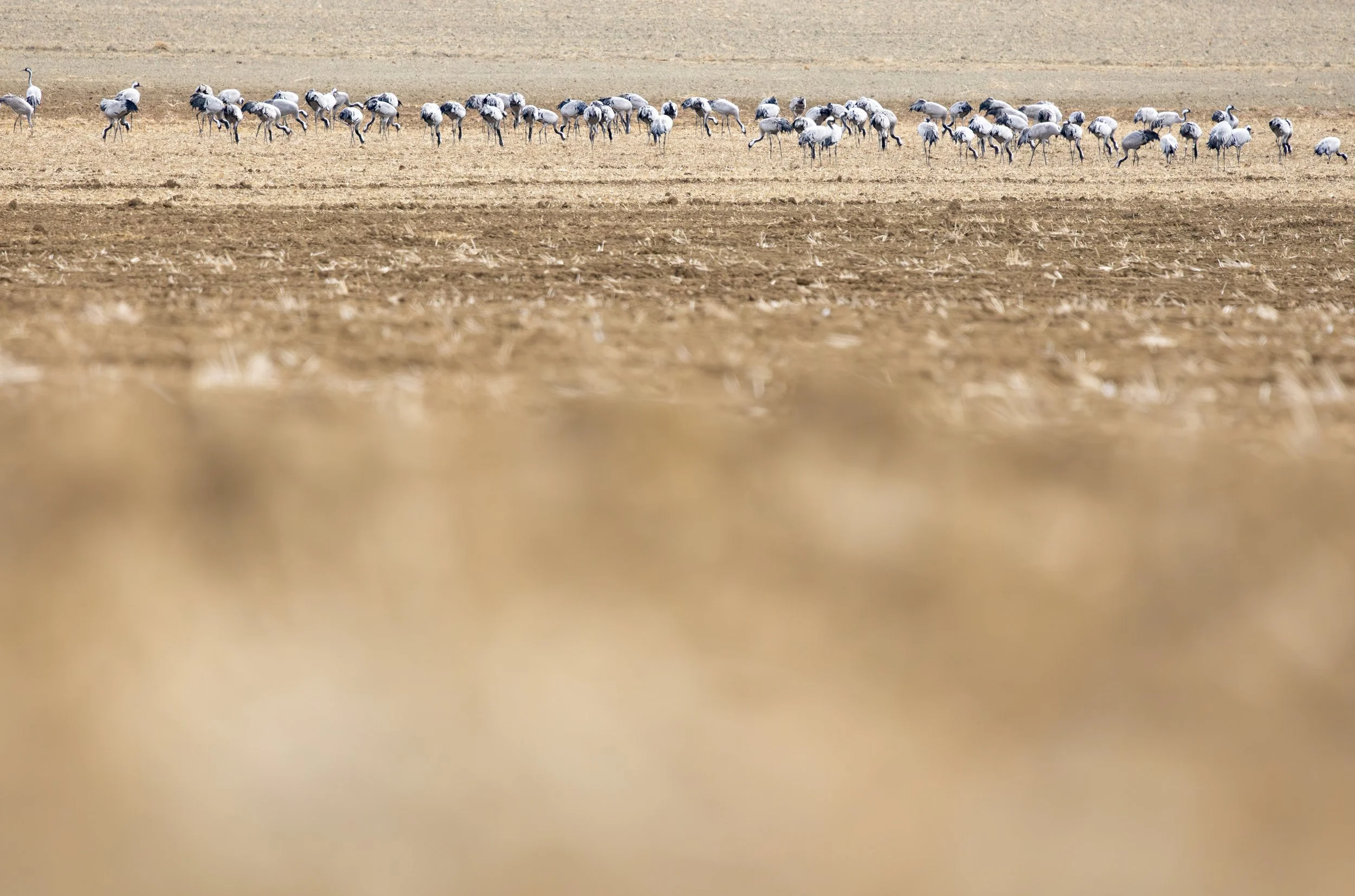 El descanso del migrante