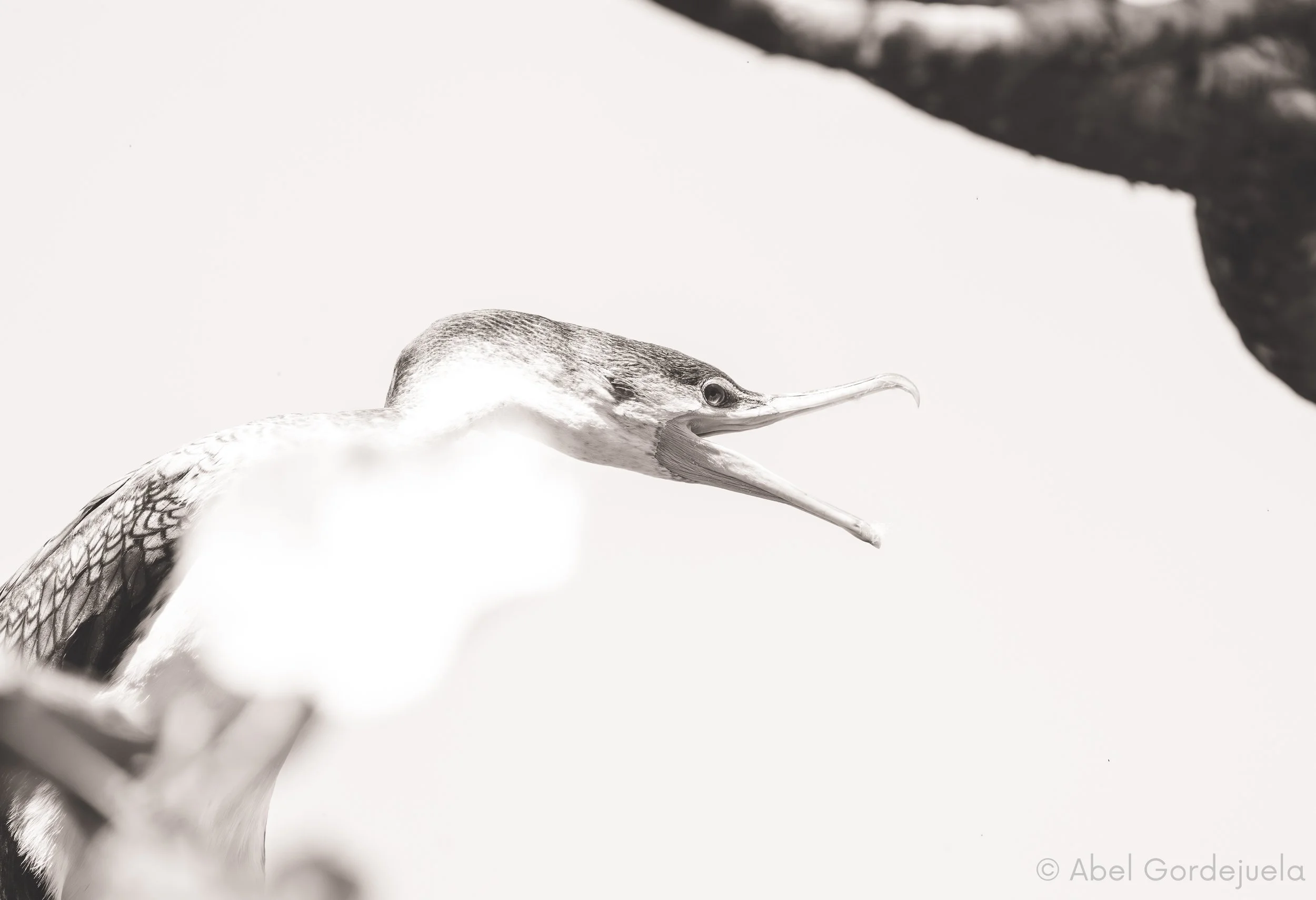 Aves africanas (122).jpg