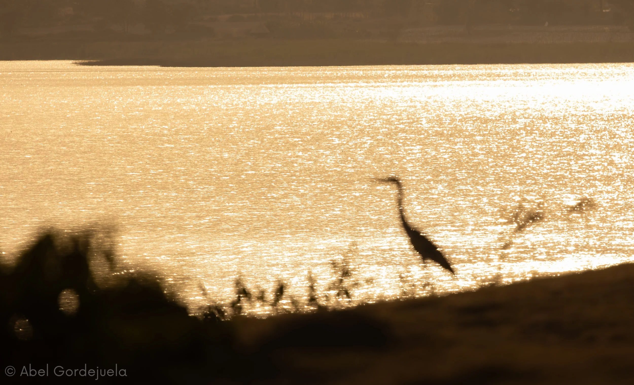 Aves africanas (84).jpg