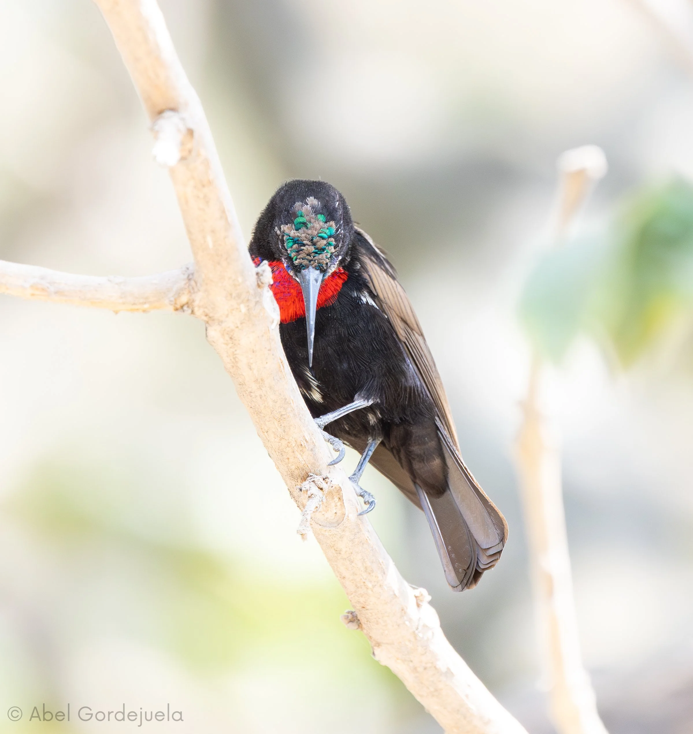 Aves africanas (216).jpg