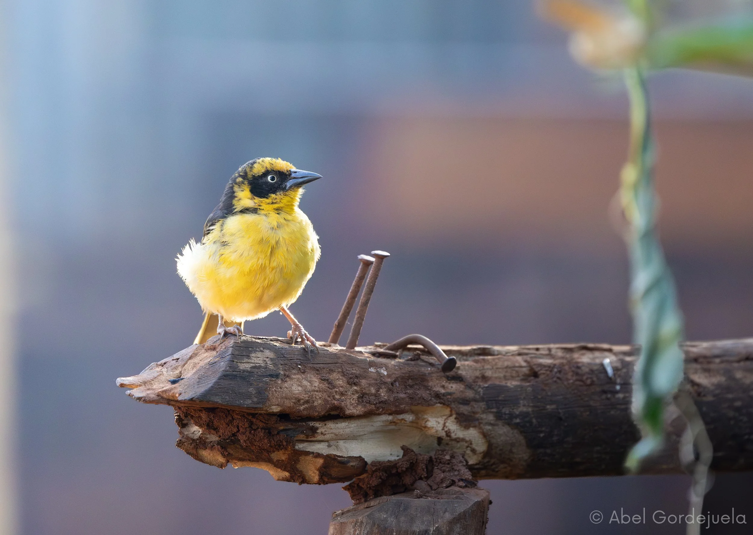 Aves africanas (44).jpg