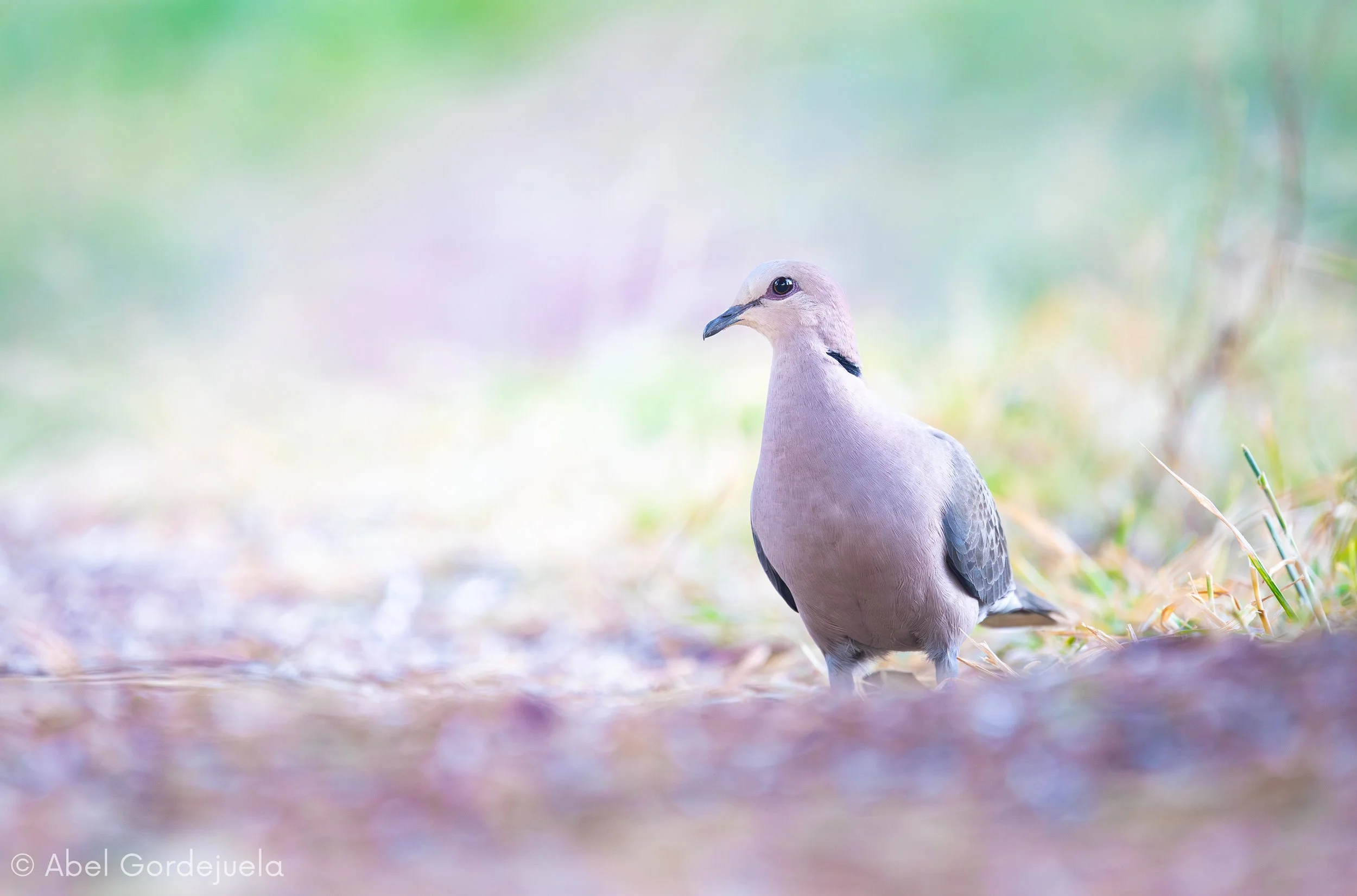 Aves africanas (31).jpg