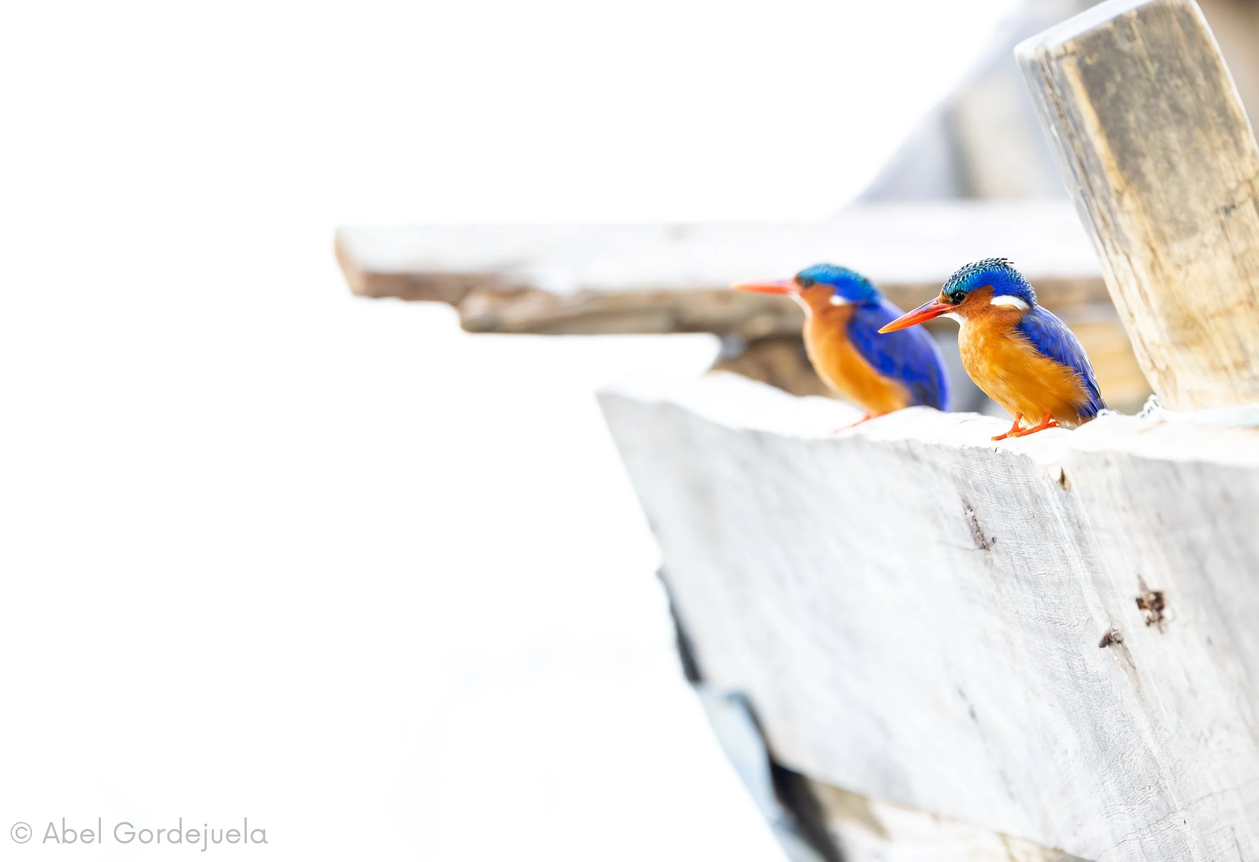 Aves africanas (197).jpg