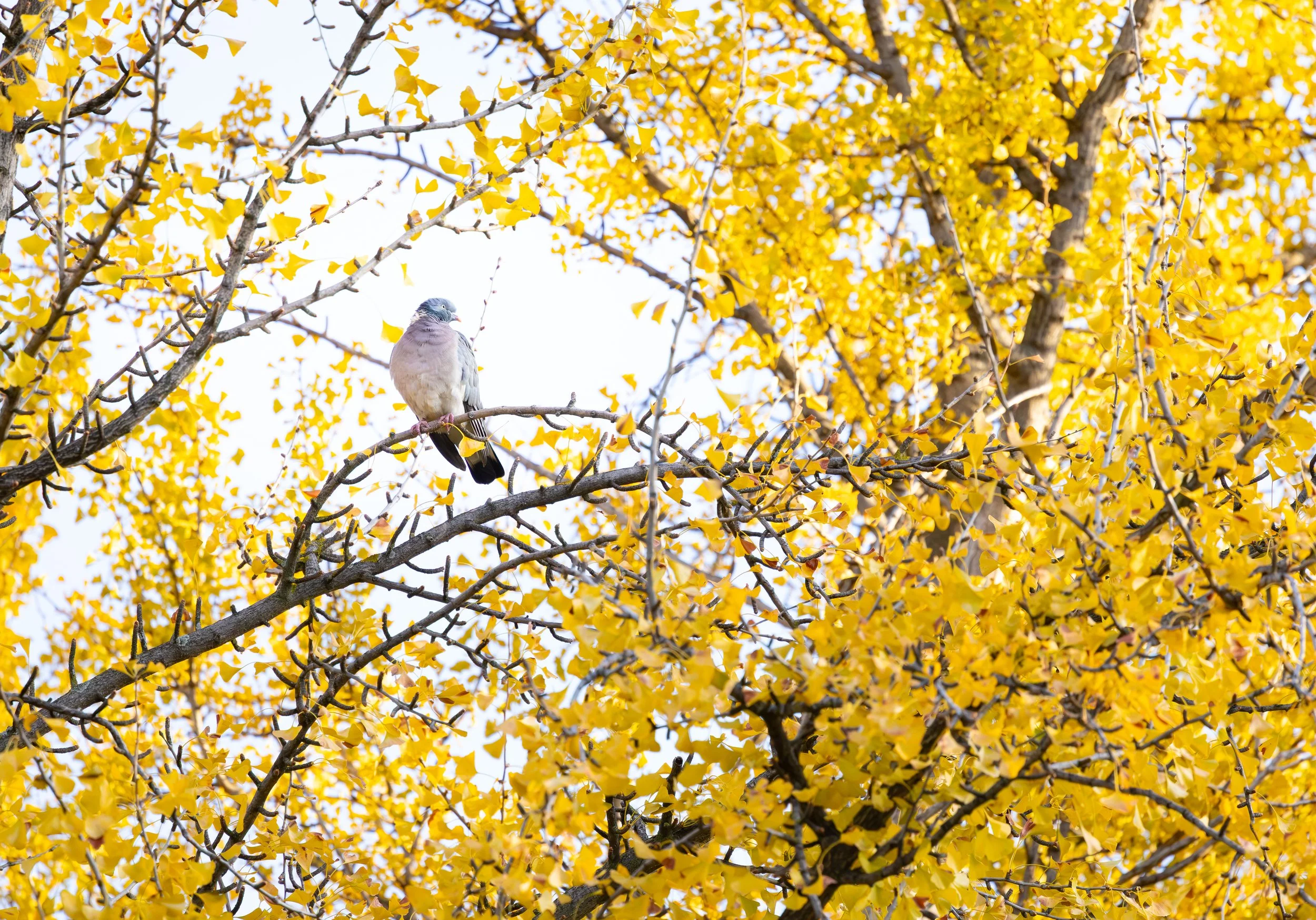 Me gusta el amarillo