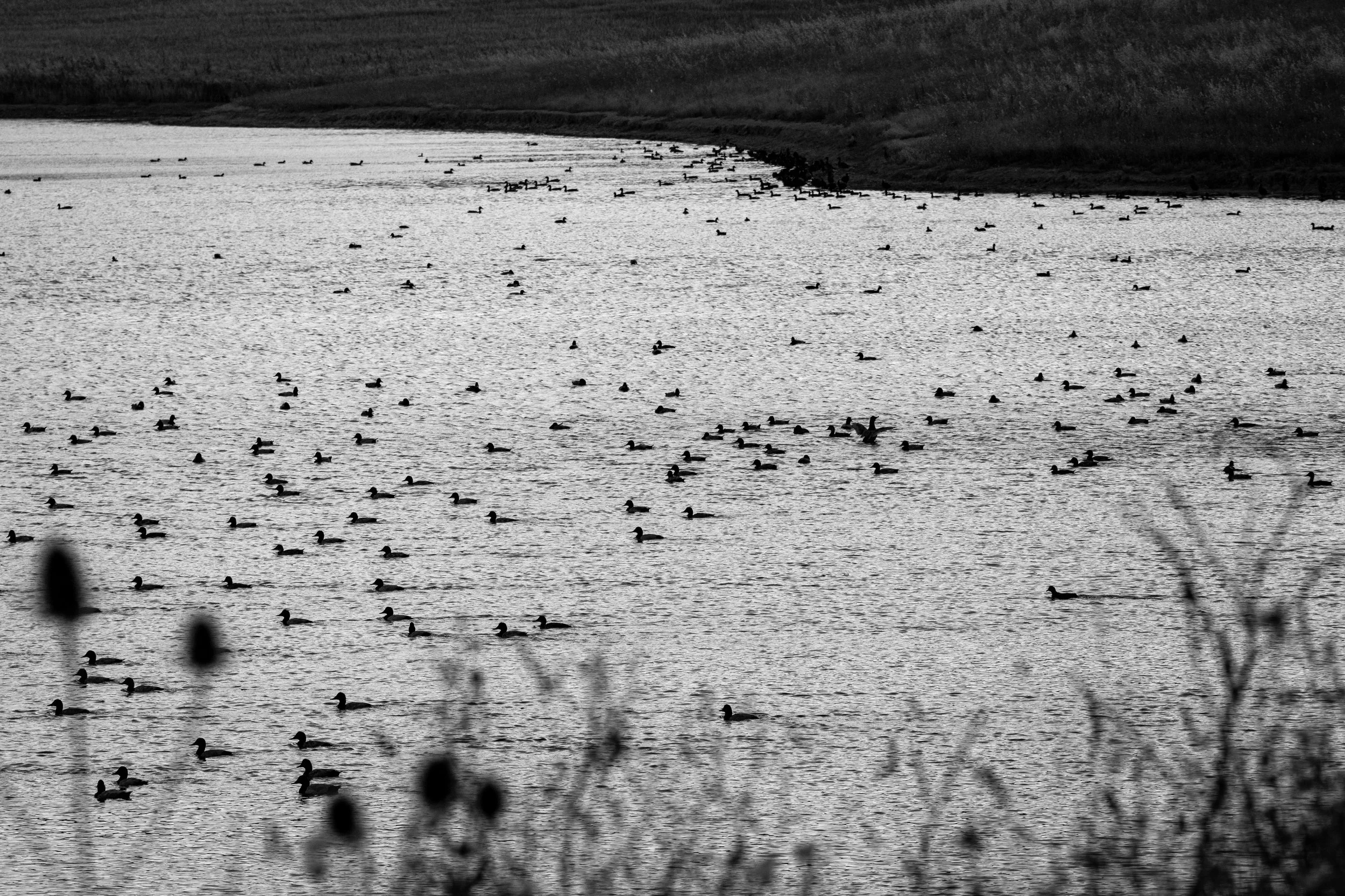 Donde hay agua, hay vida