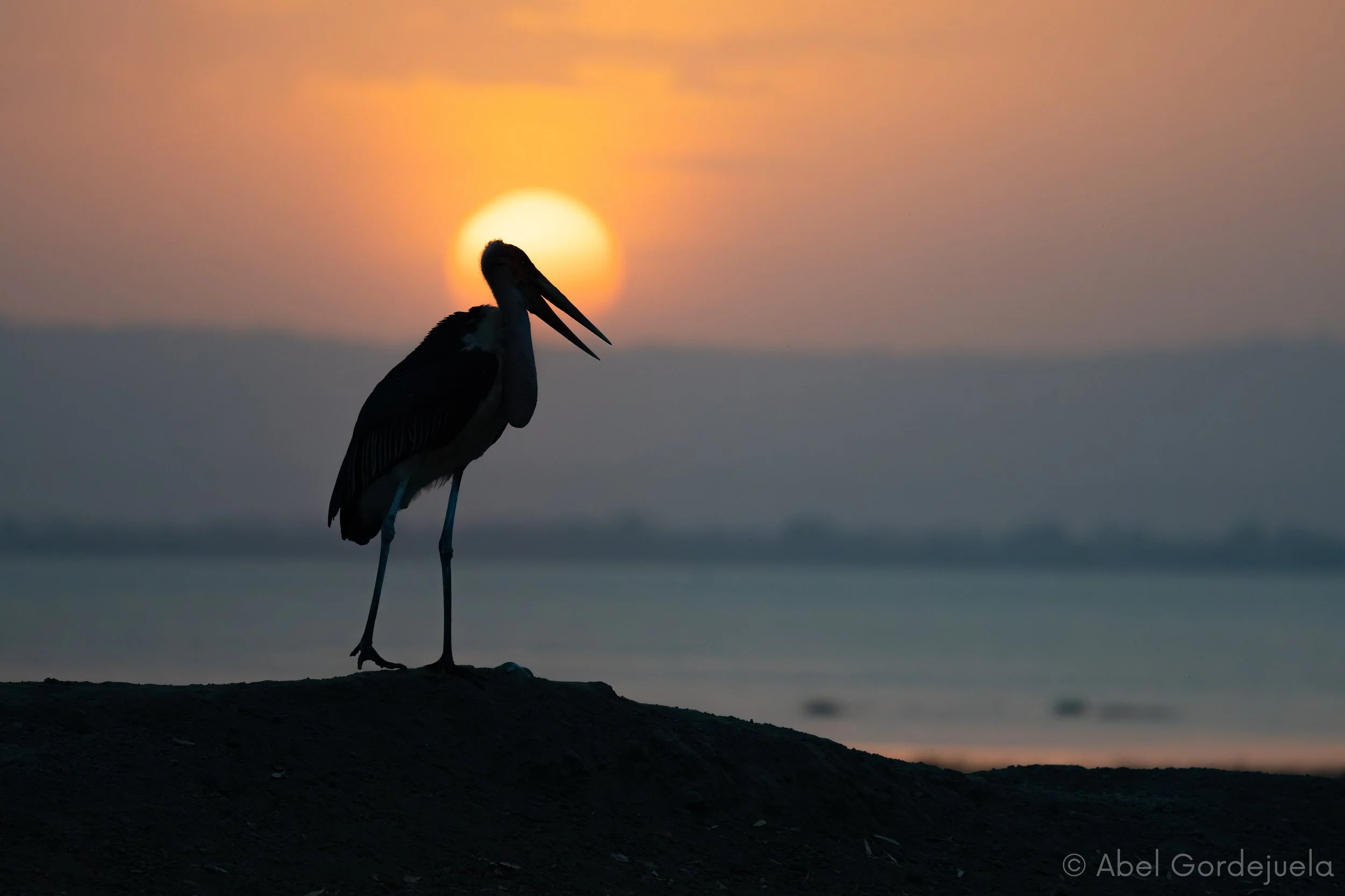 Aves africanas (99).jpg