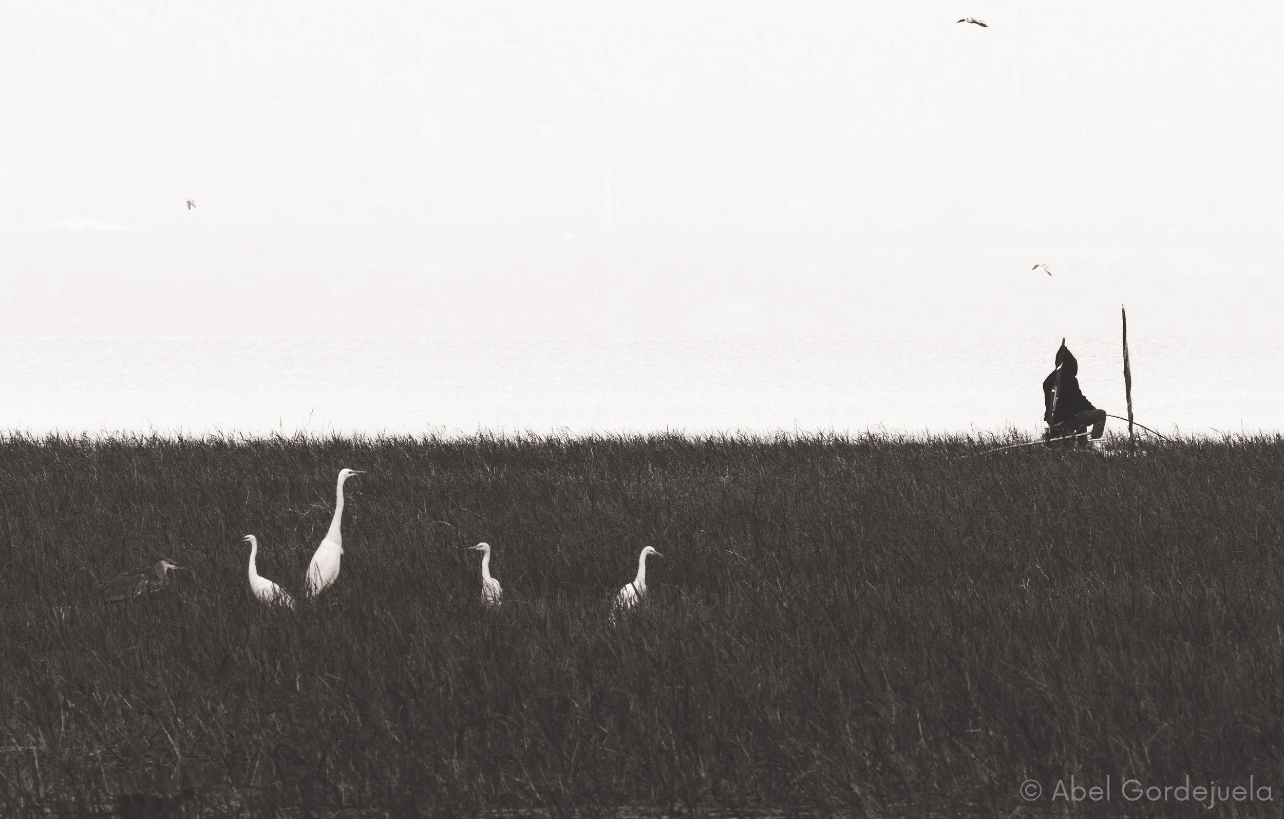 Aves africanas (184).jpg