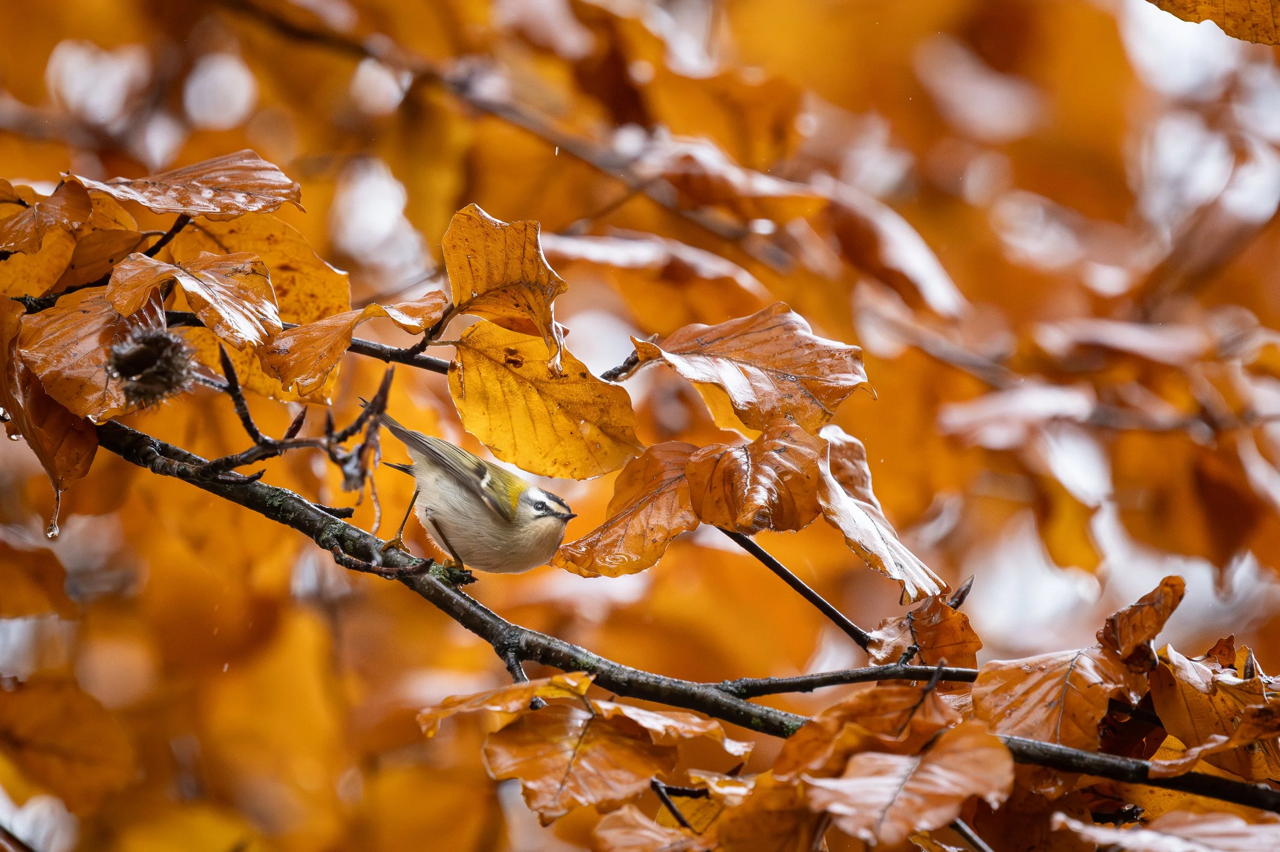 Reino gigante para rey en miniatura