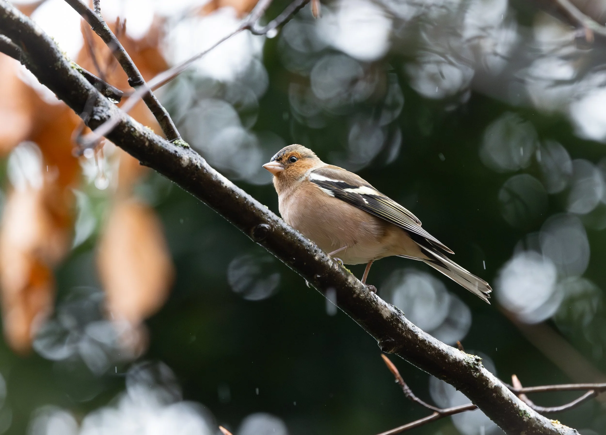 El hermano que faltó a las clases de canto