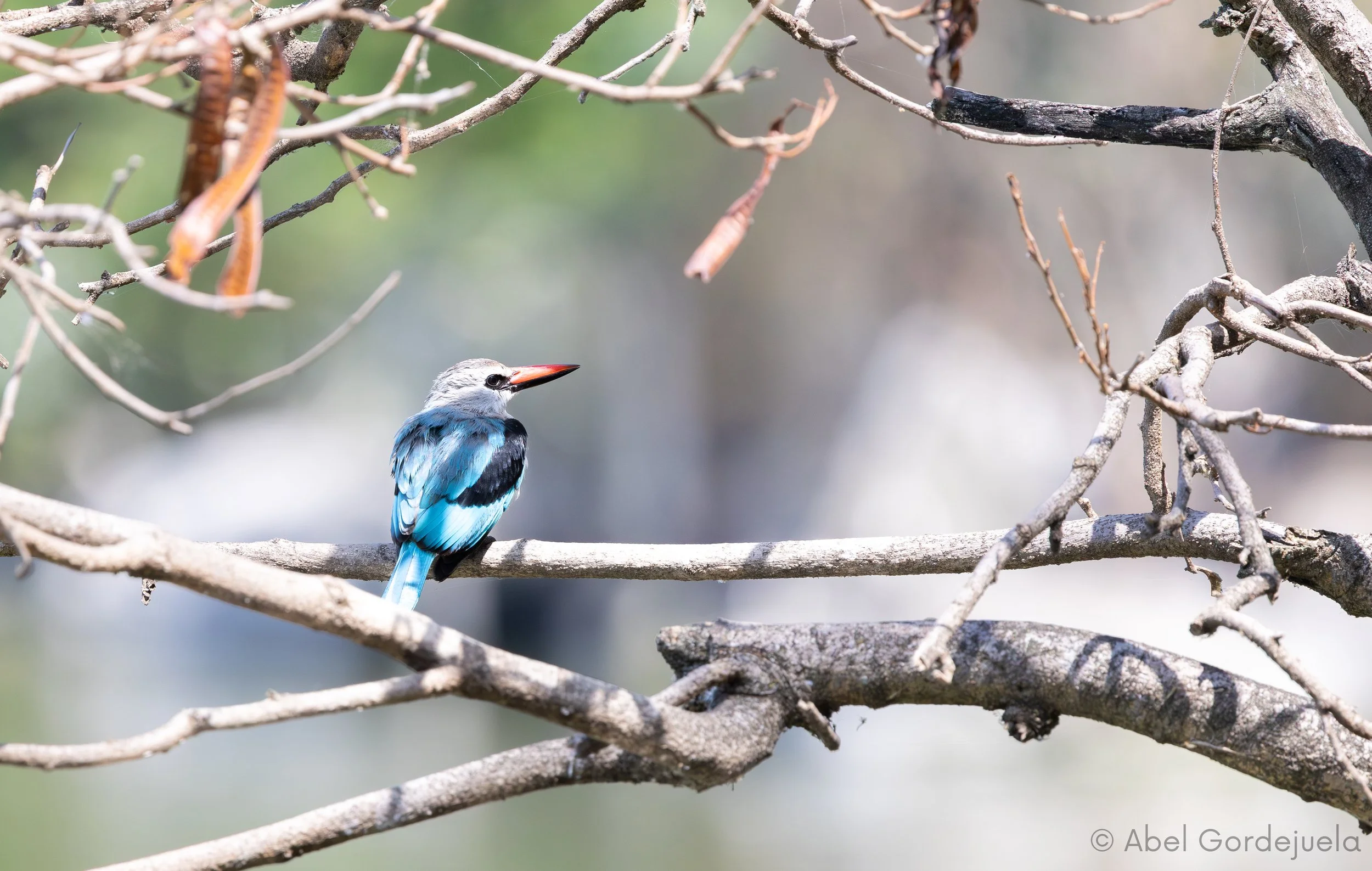 Aves africanas (107).jpg