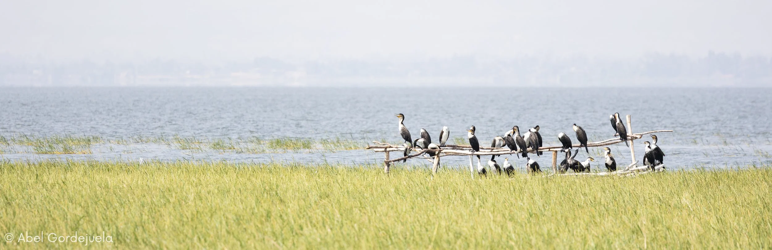 Aves africanas (214).jpg