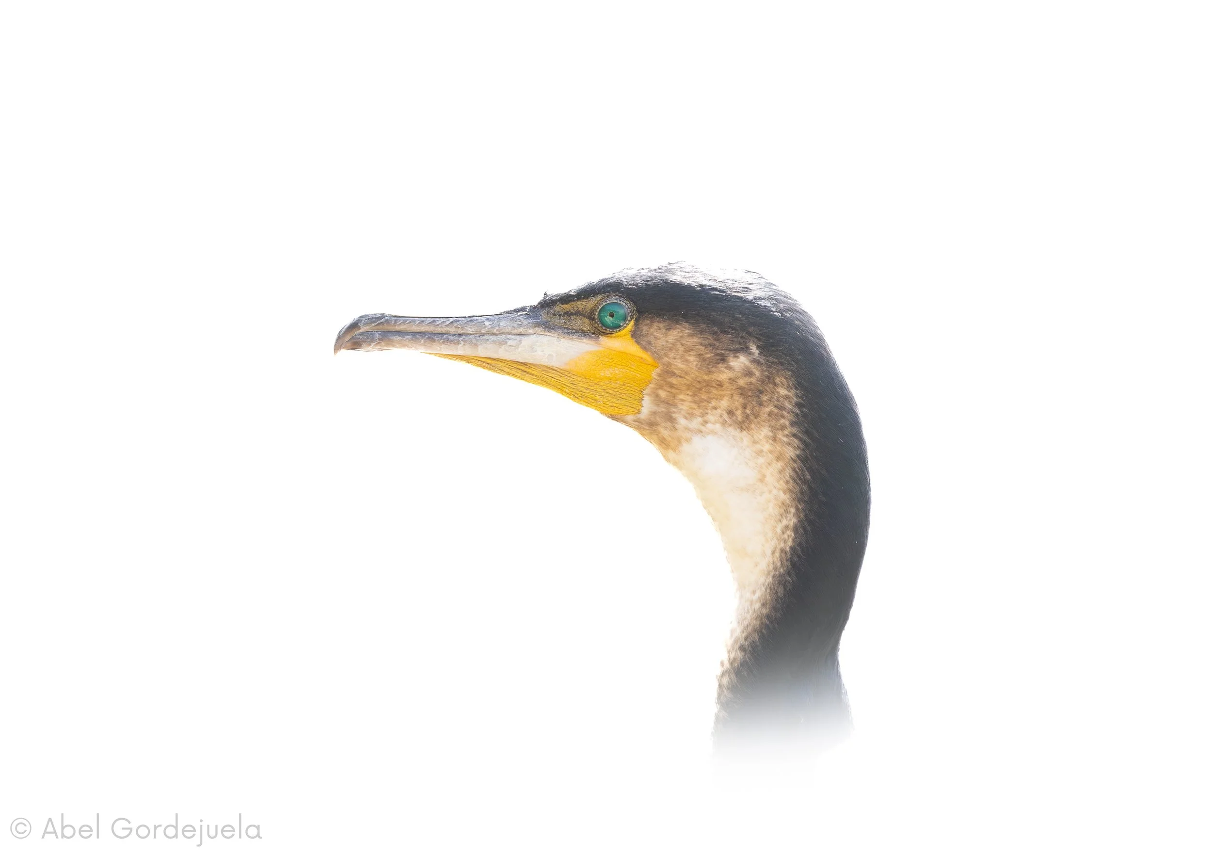 Aves africanas (135).jpg