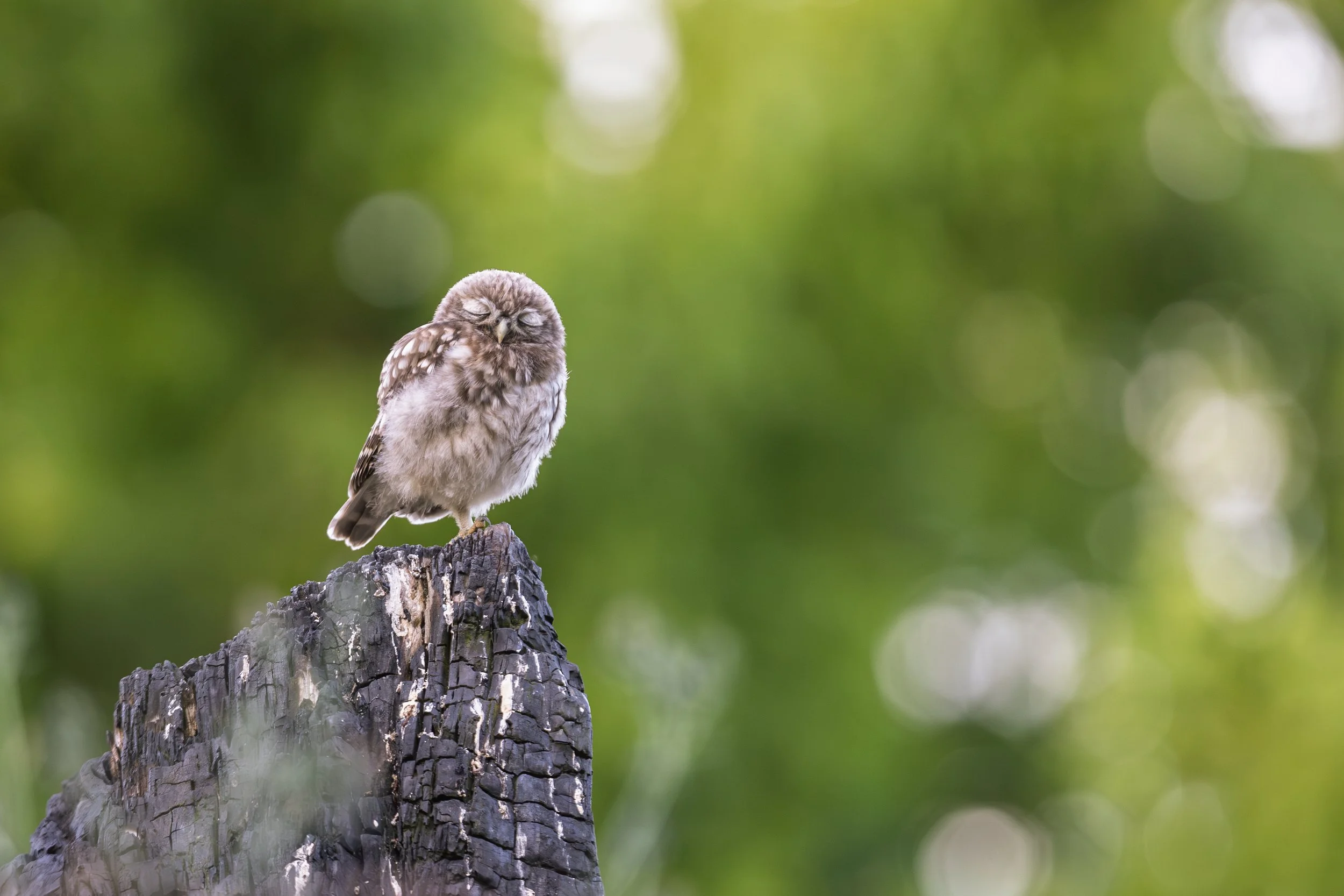 De cuando los búhos también dormían