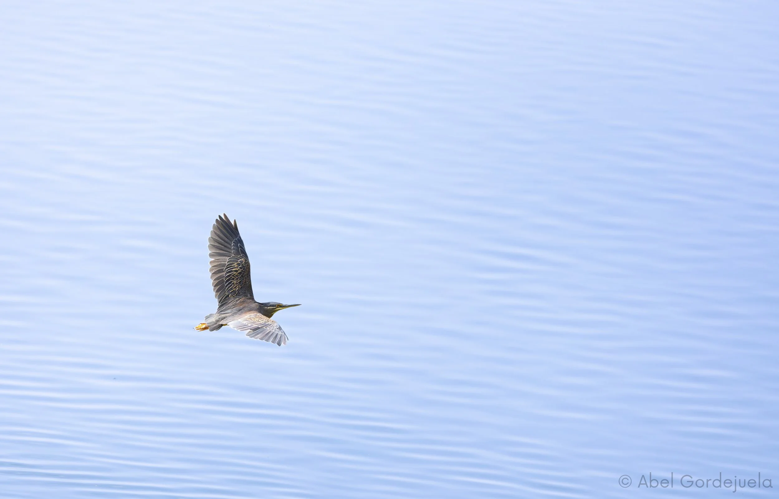 Aves africanas (143).jpg