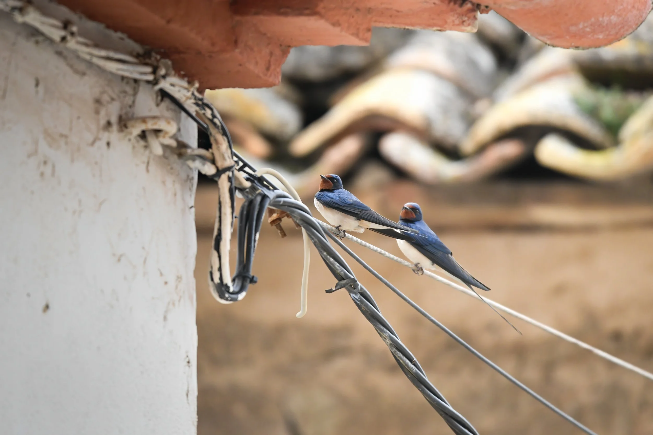 La vida de pueblo, la vida mejor