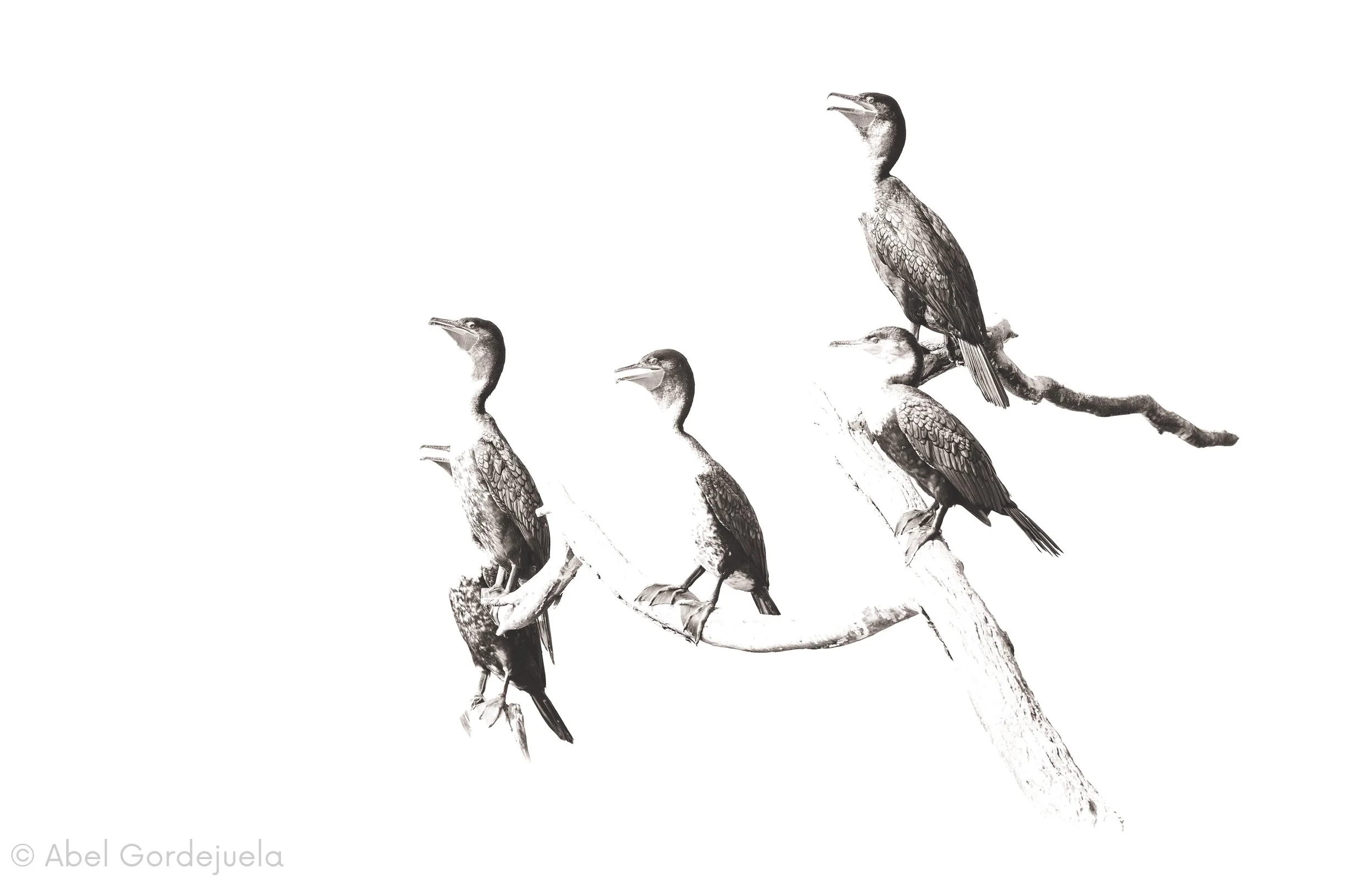 Aves africanas (140).jpg