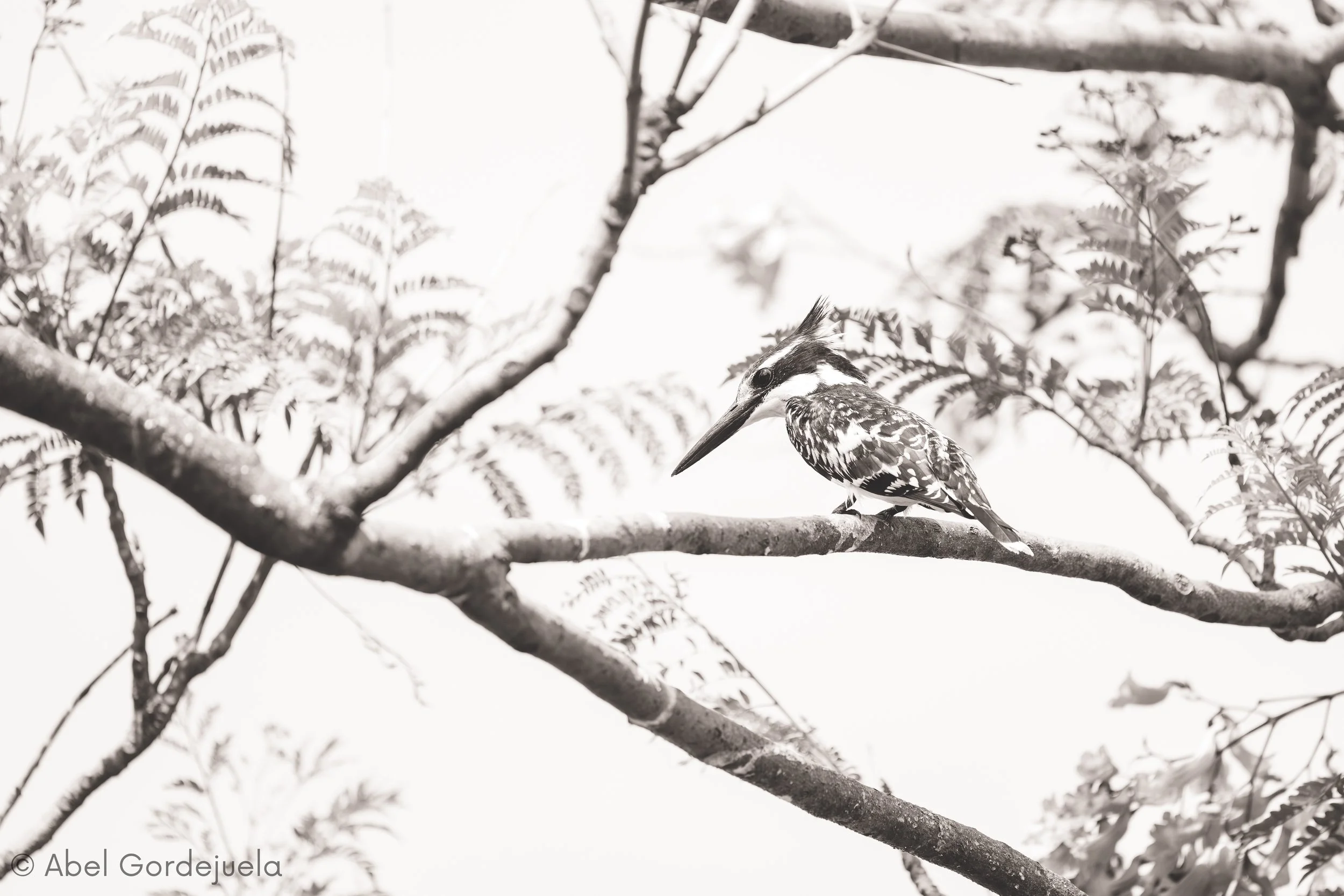 Aves africanas (209).jpg