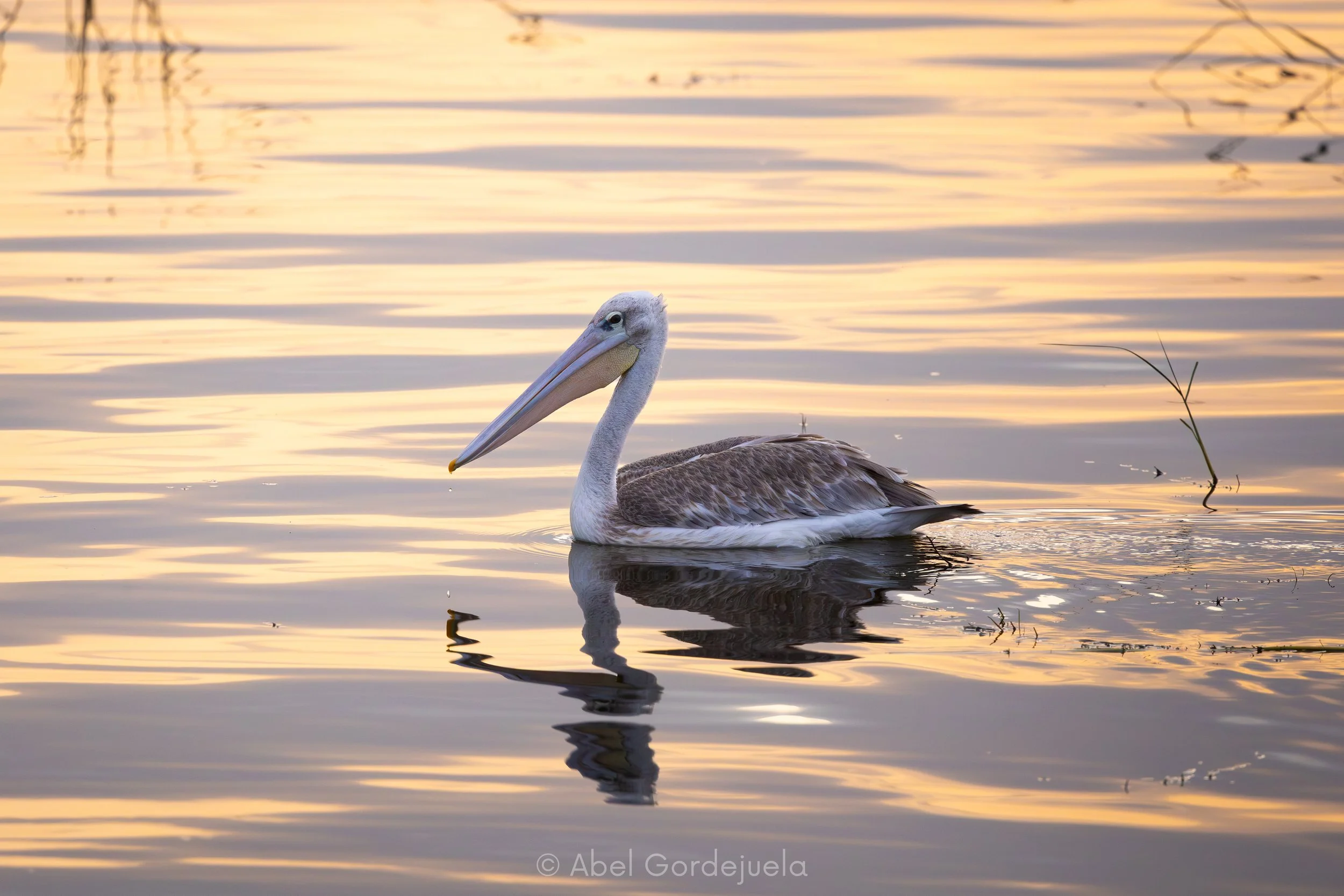 Aves africanas (95).jpg