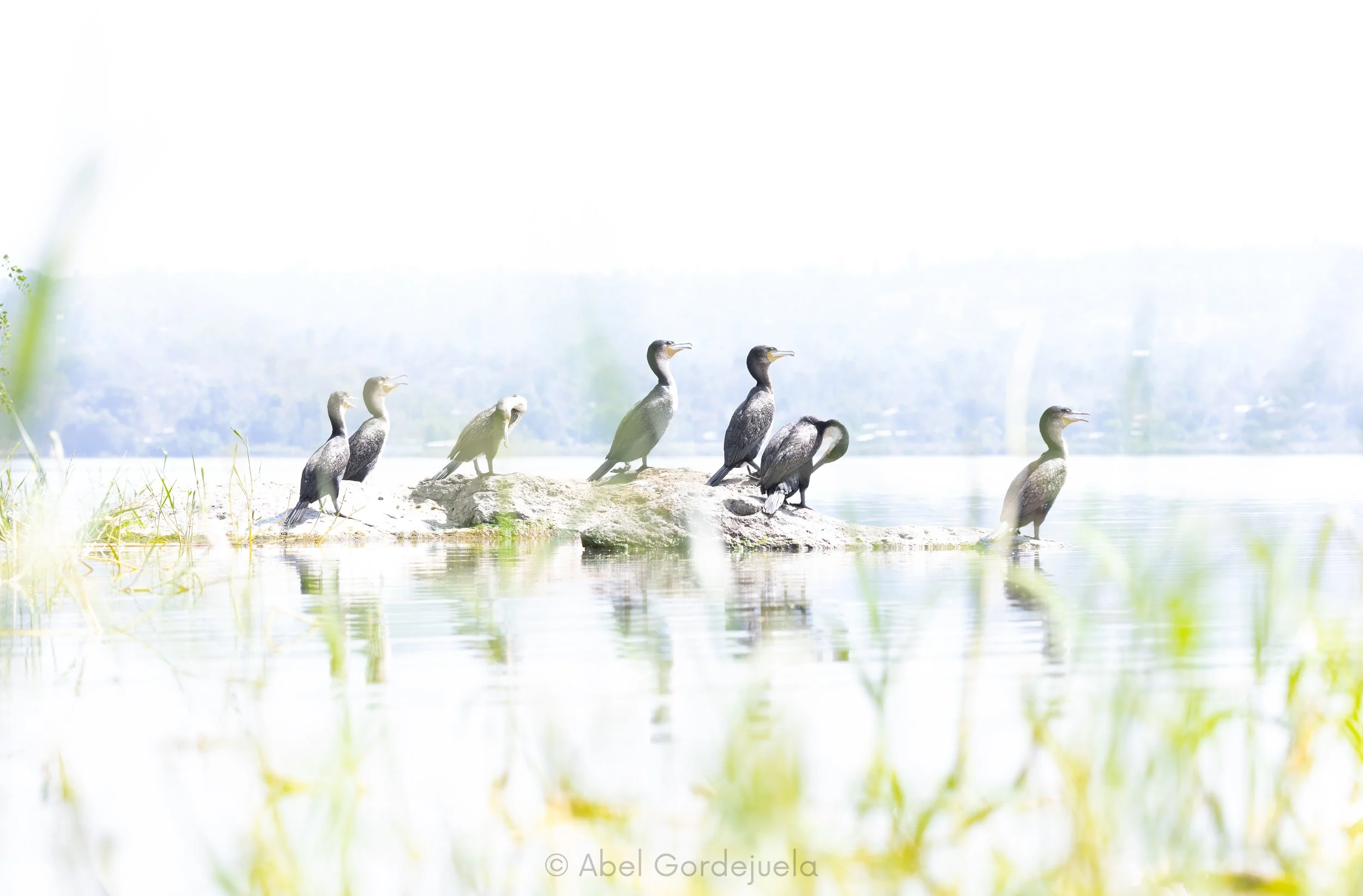 Aves africanas (126).jpg