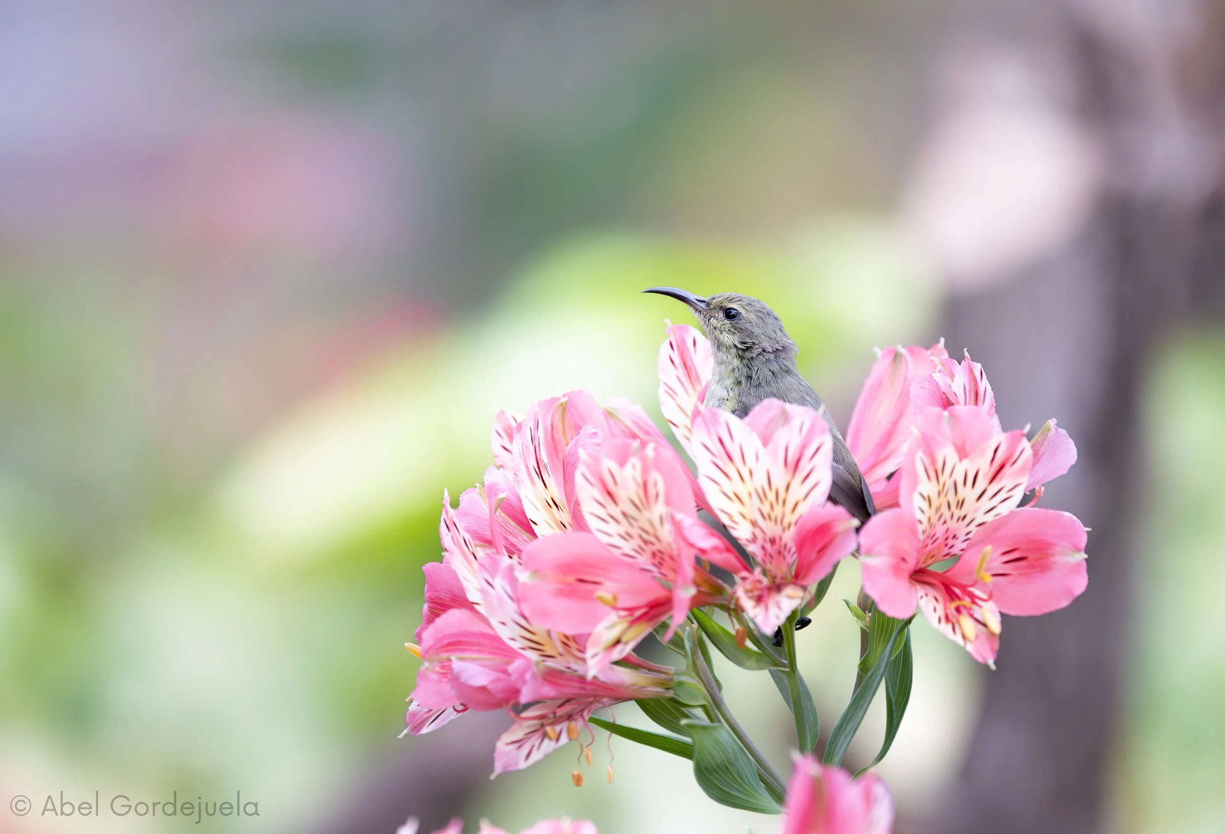 Aves africanas (20).jpg