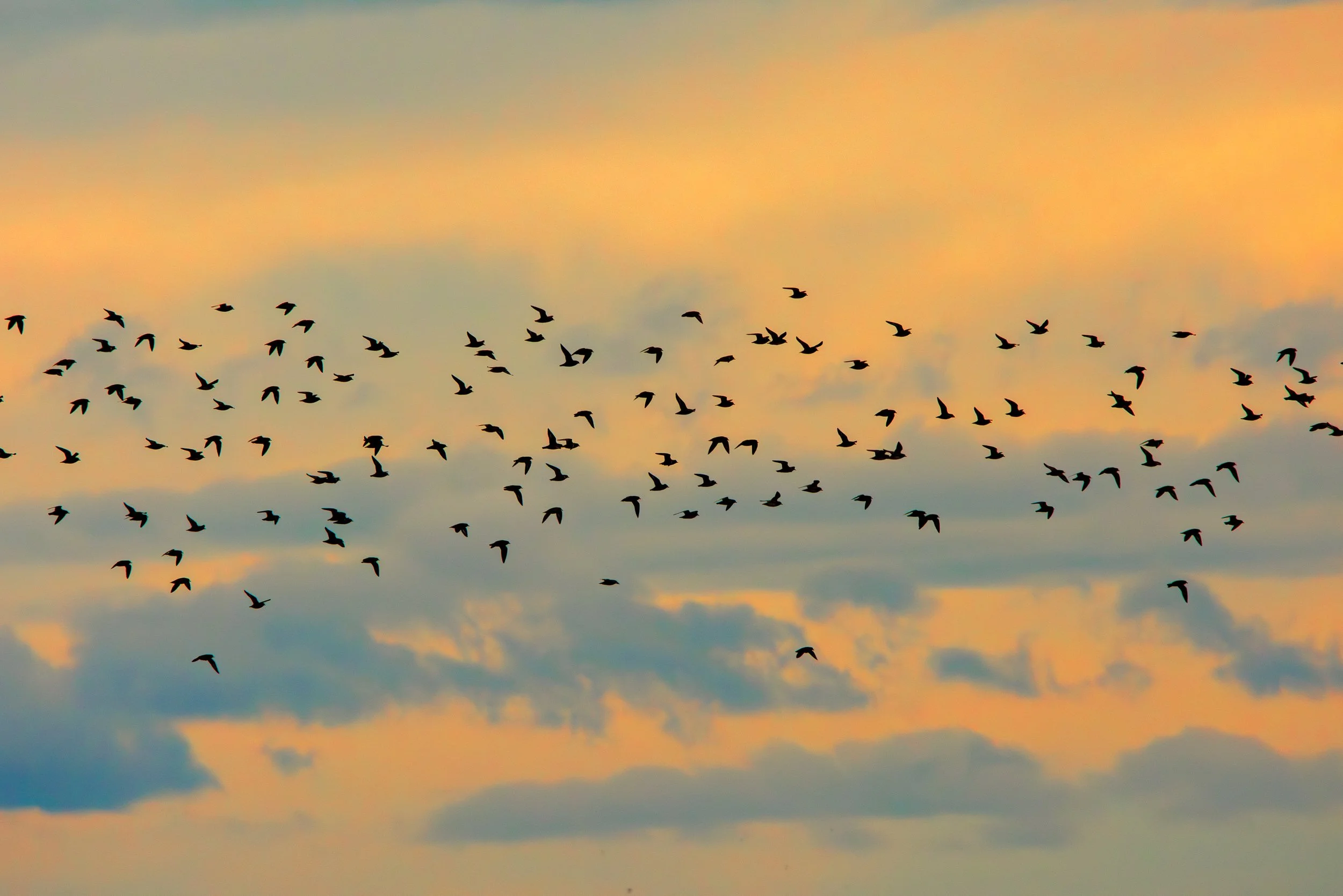 Chorlitos dorados sobre lienzo dorado