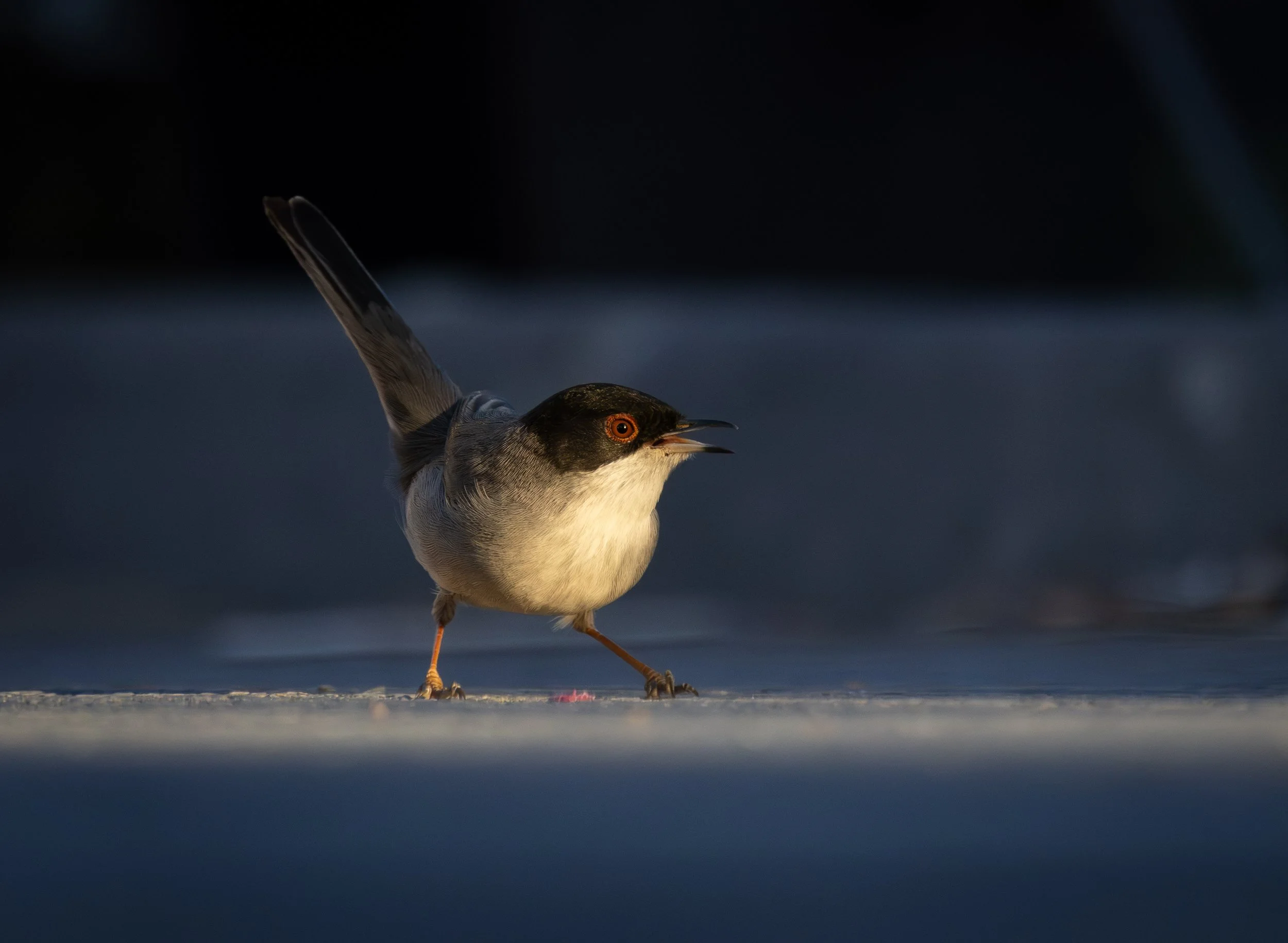 Bailando entre sombras