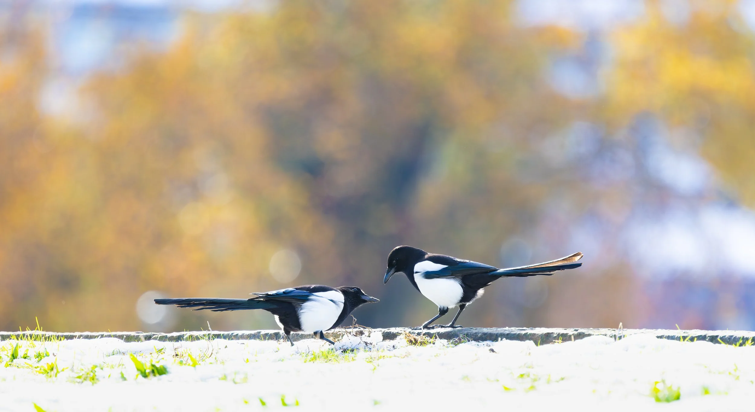 Guerra de bolas de nieve