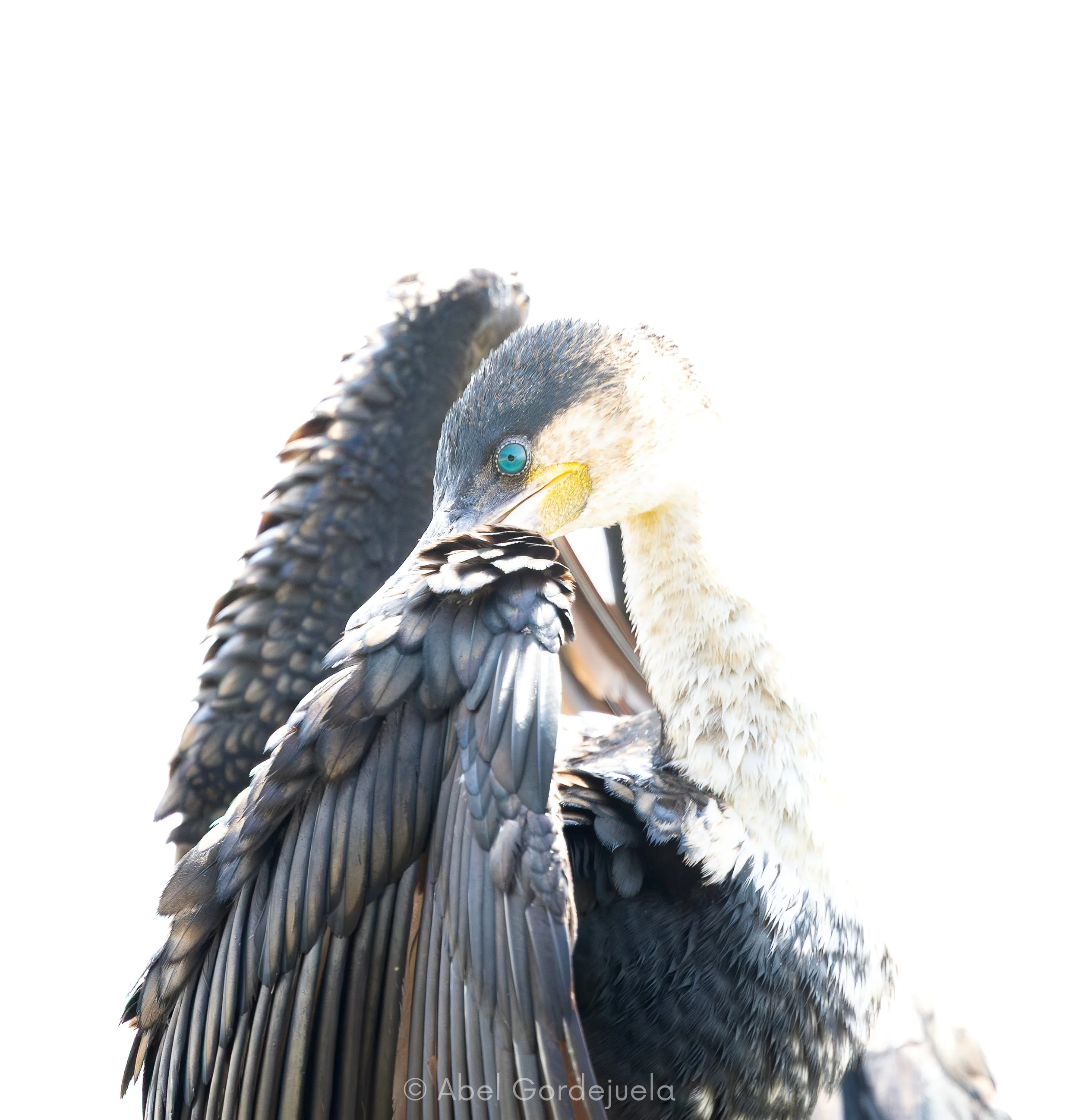 Aves africanas (134).jpg