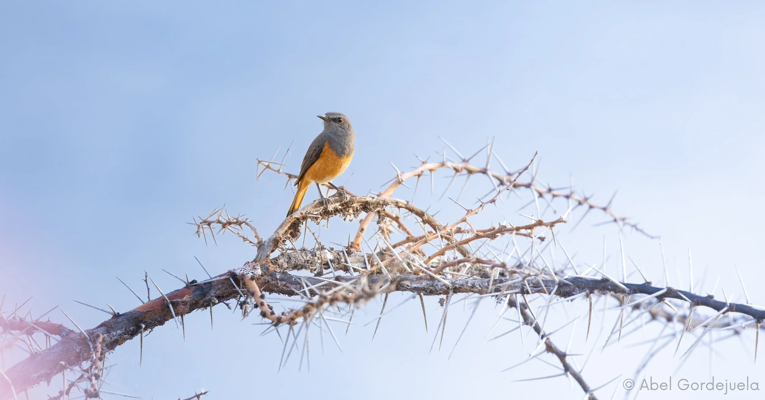 Aves africanas (89).jpg