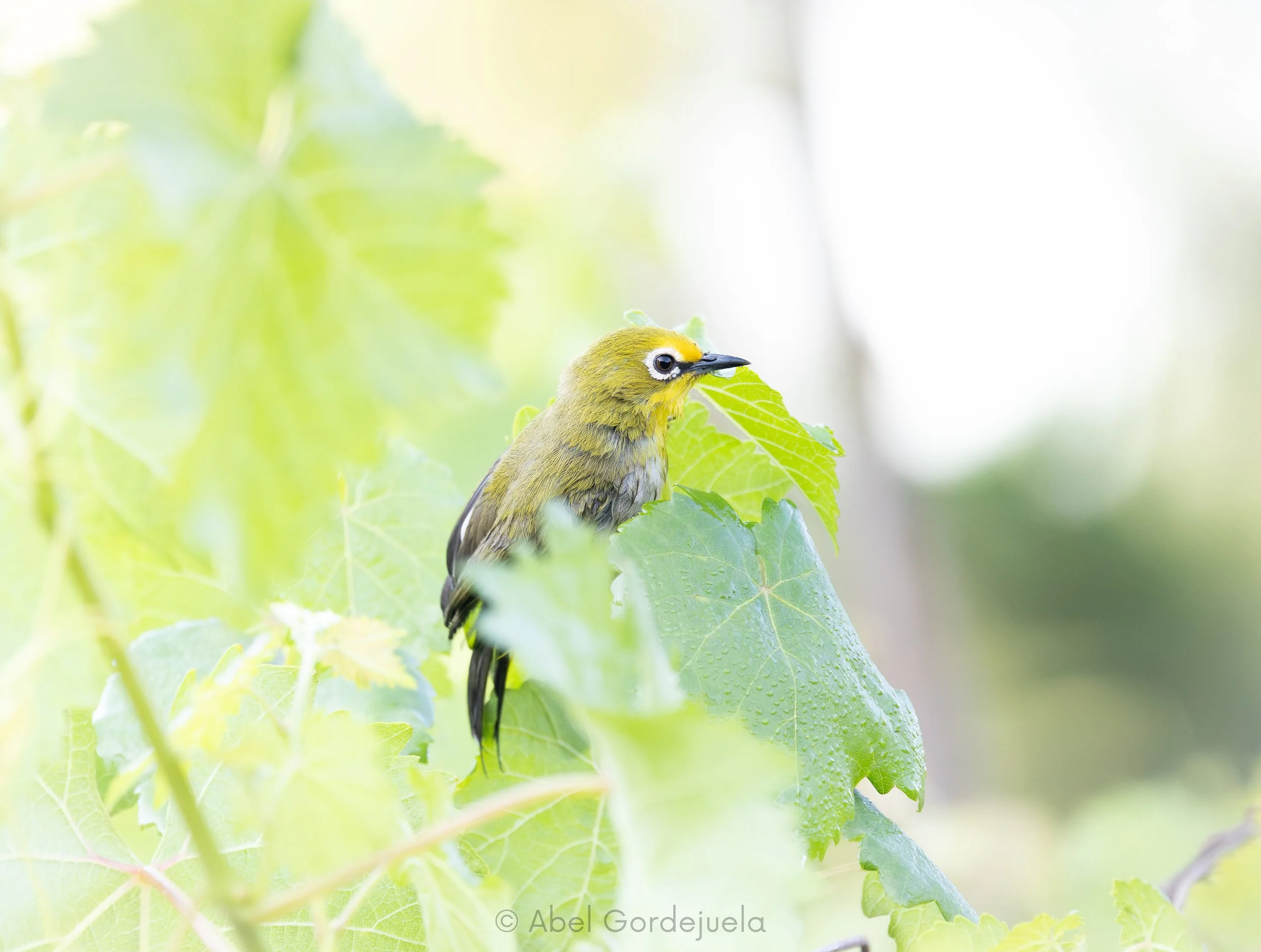 Aves africanas (29).jpg