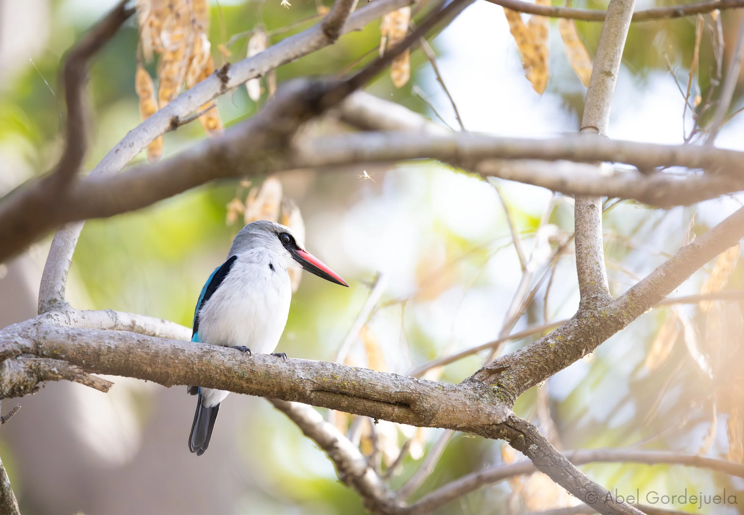 Aves africanas (142).jpg