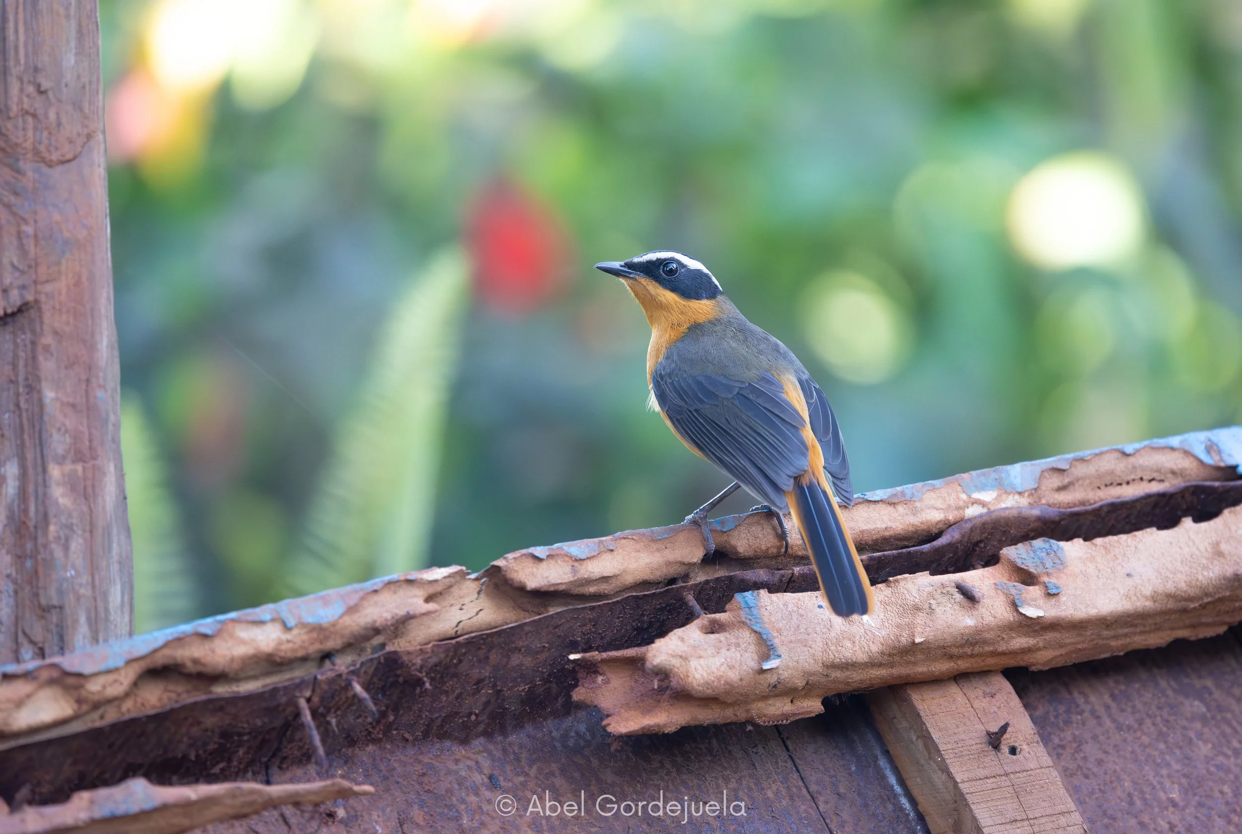 Aves africanas (43).jpg