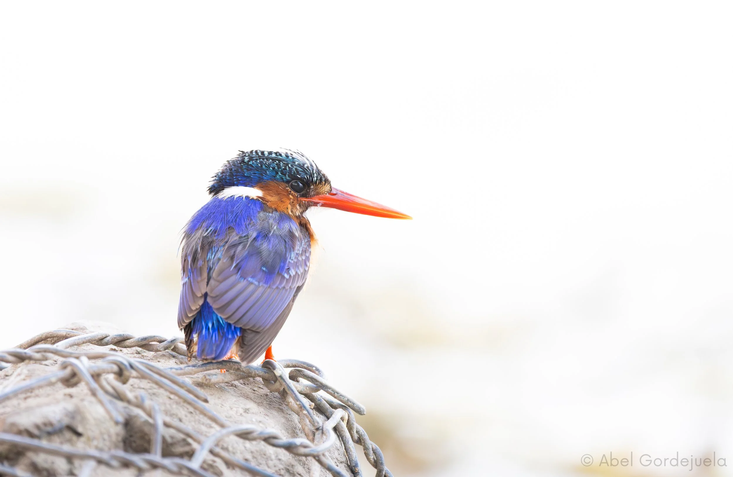 Aves africanas (177).jpg