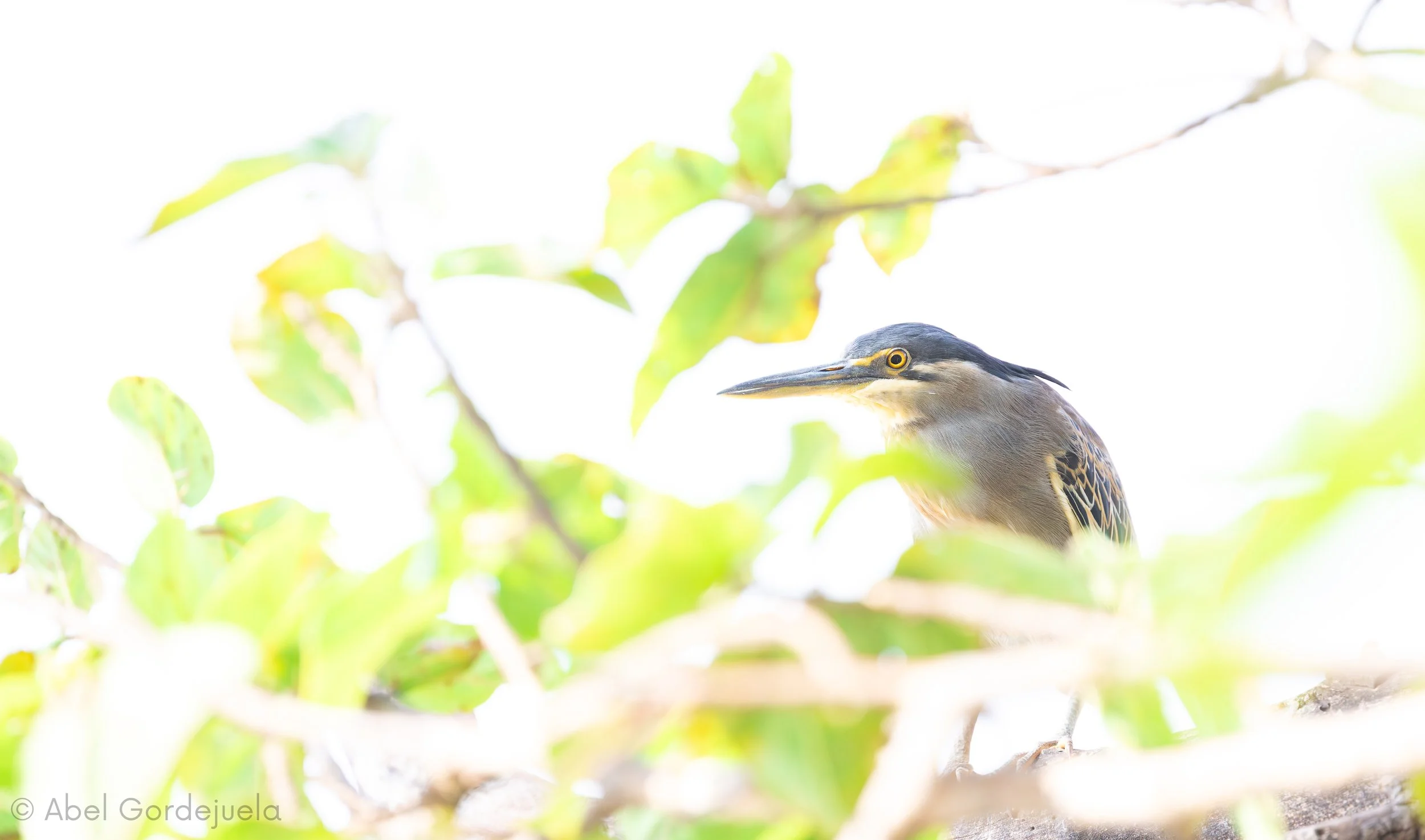 Aves africanas (146).jpg