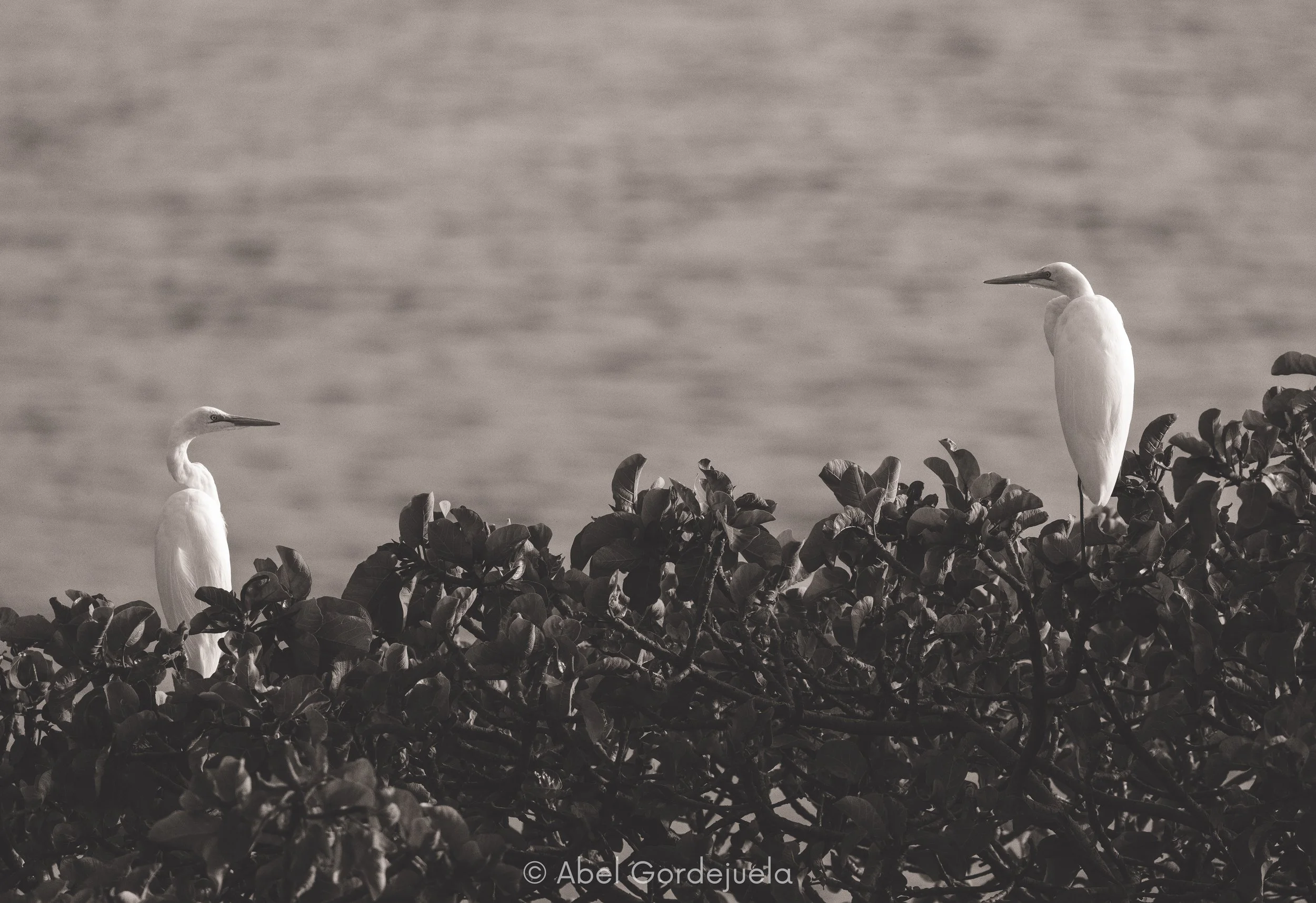 Aves africanas (76).jpg