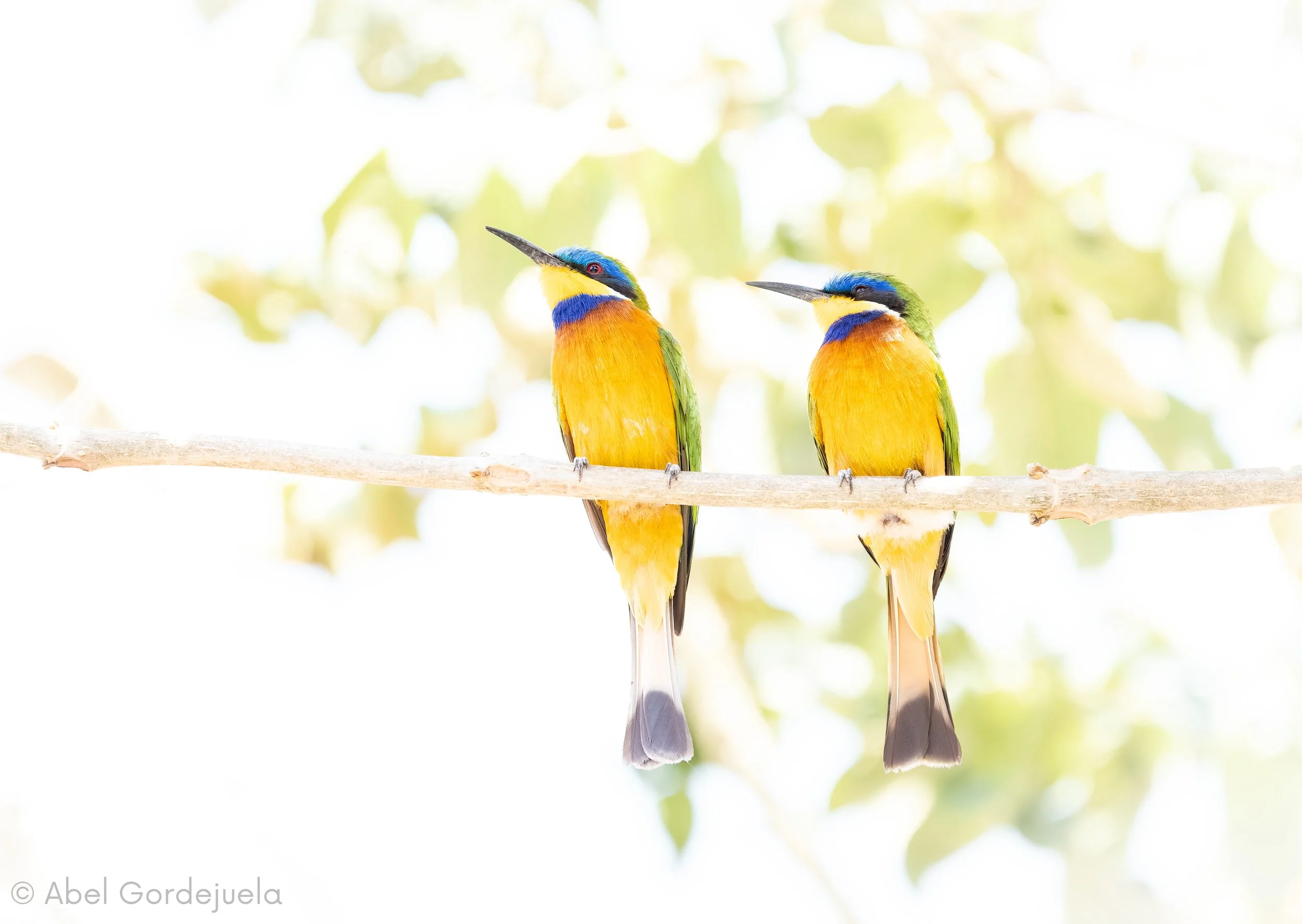 Aves africanas (220).jpg