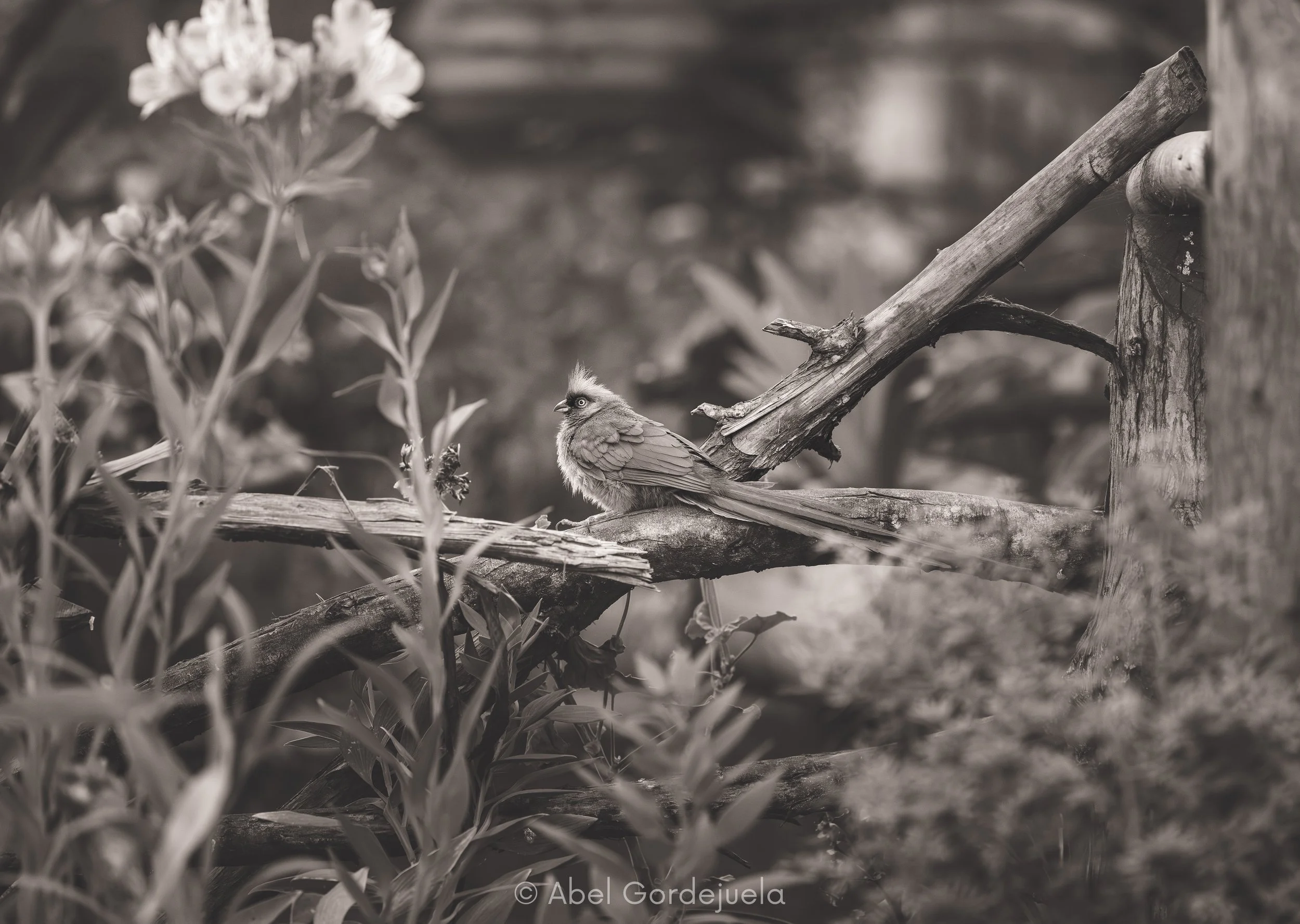 Aves africanas (47).jpg