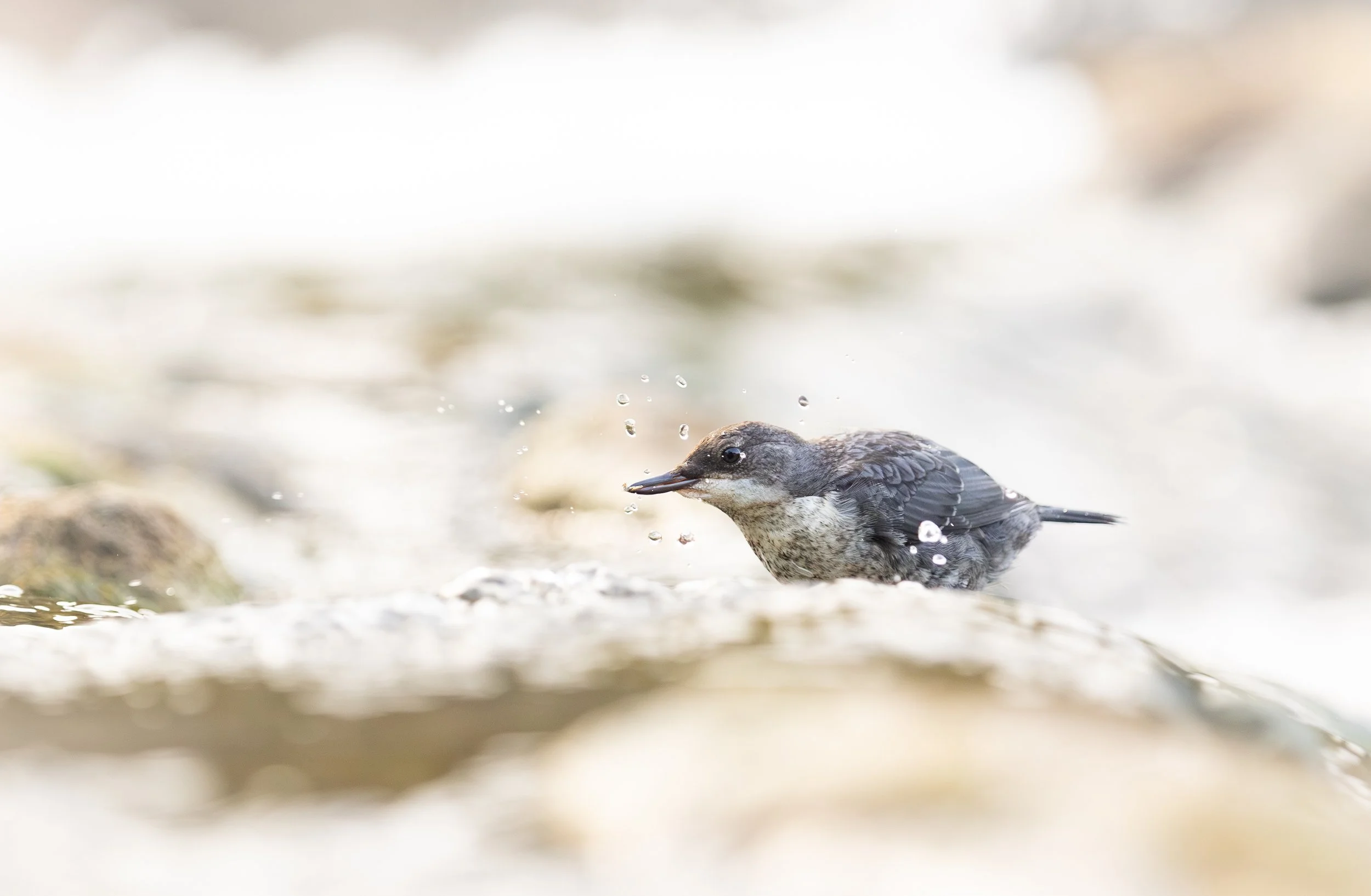 Joven pescador a contracorriente