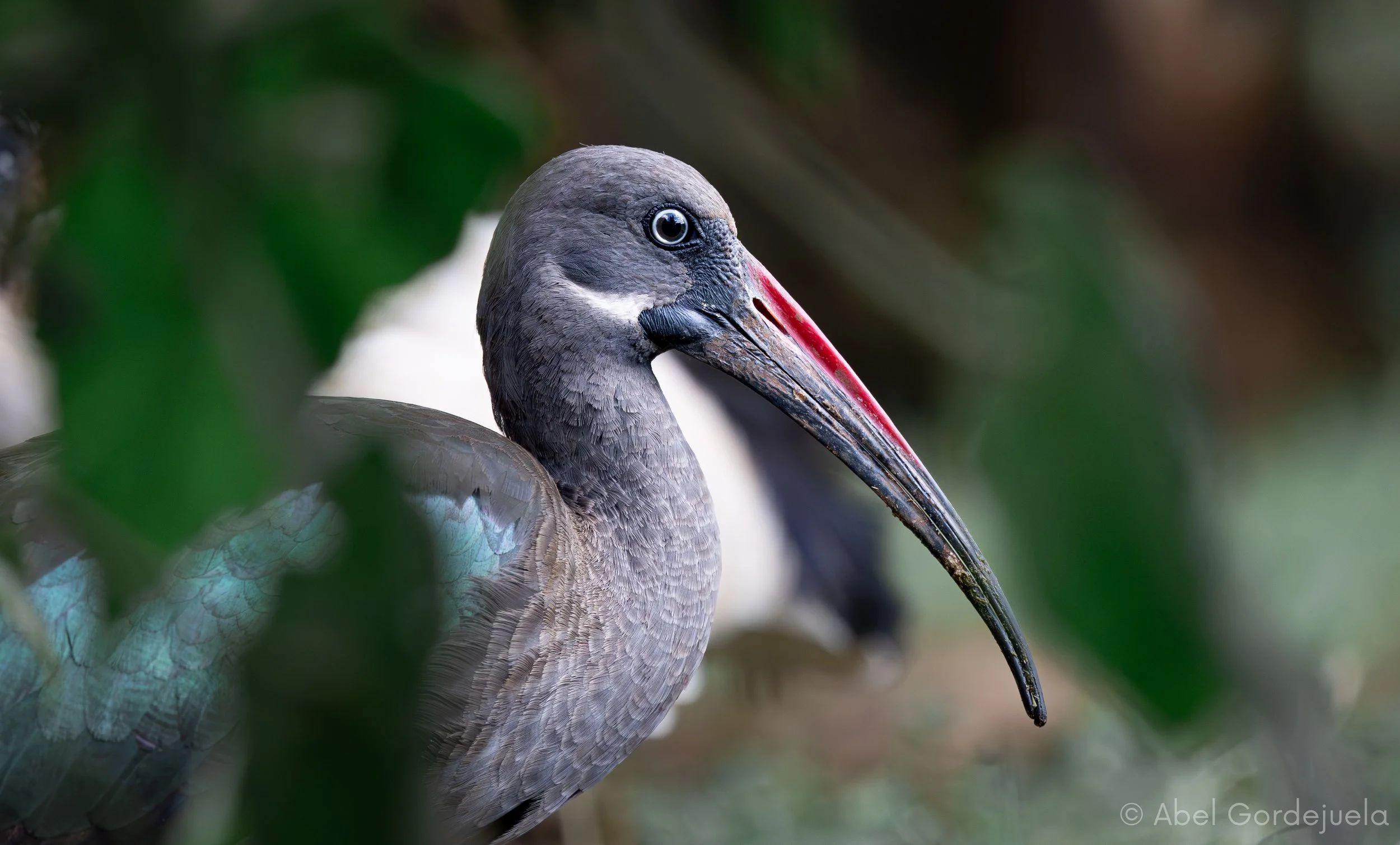 Aves africanas (1).jpg