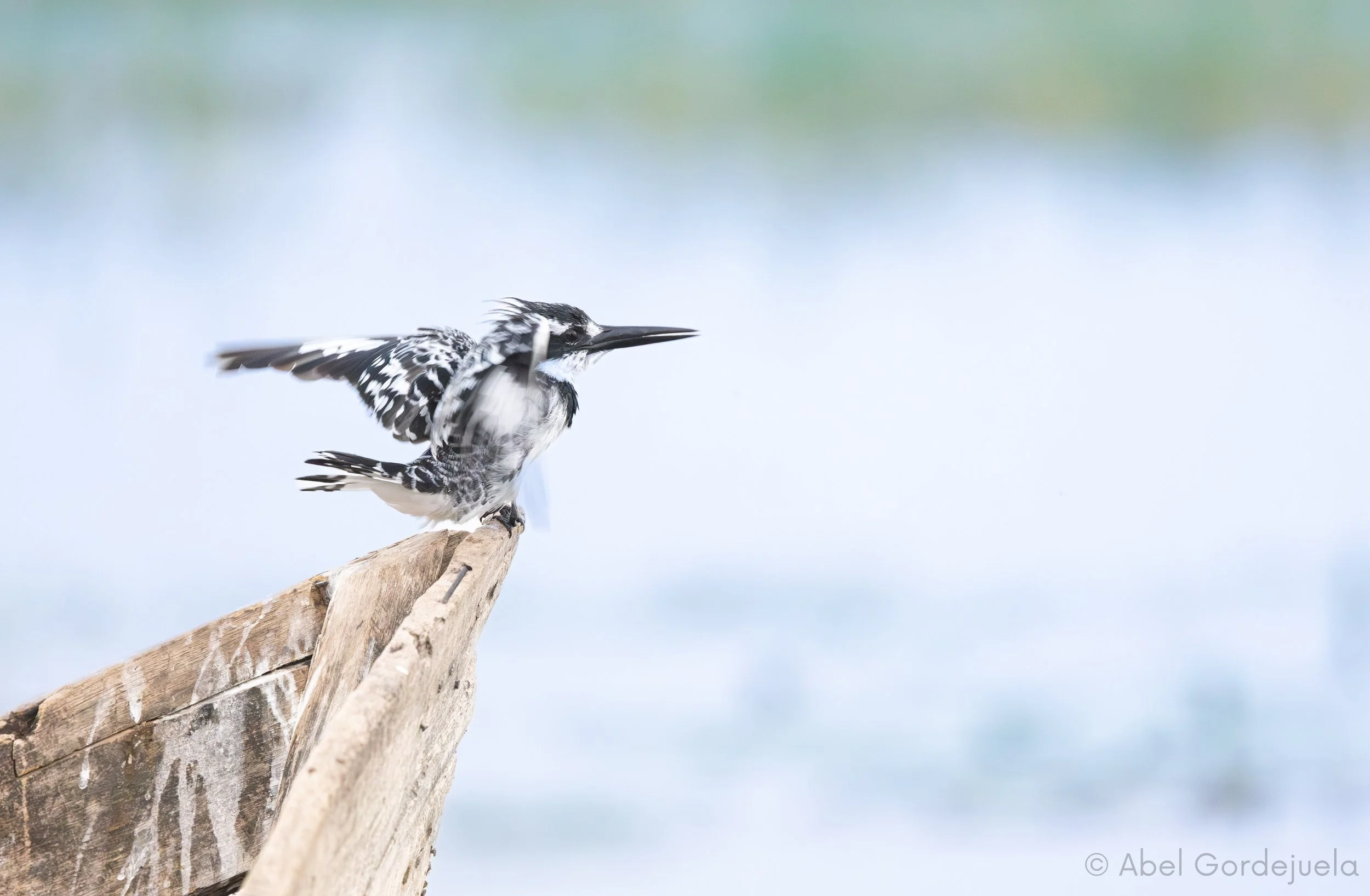 Aves africanas (162).jpg