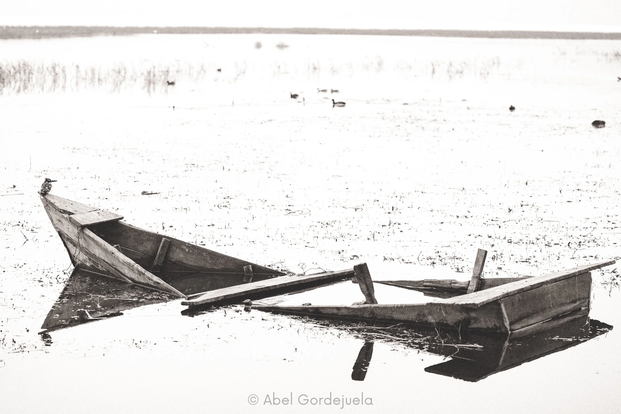 Aves africanas (166).jpg